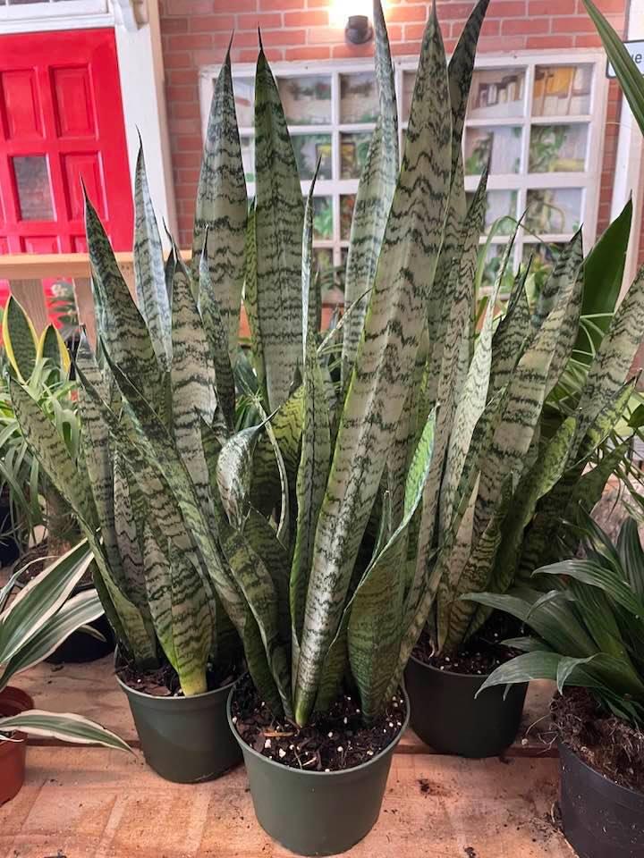 Recreational Pots and Plants Cleveland, OH Nextdoor