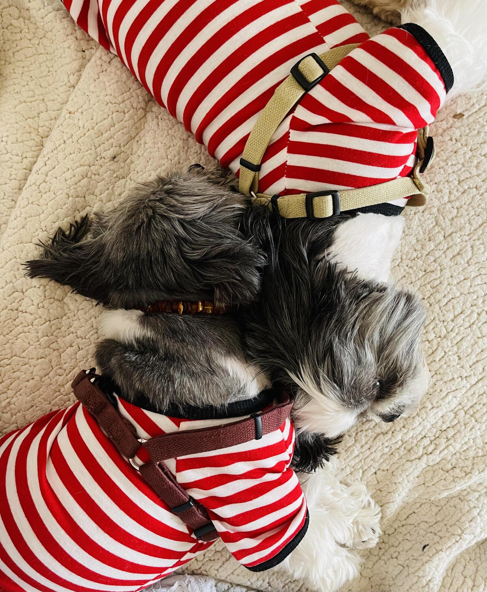 Zen Dog Grooming Springfield, VA Nextdoor