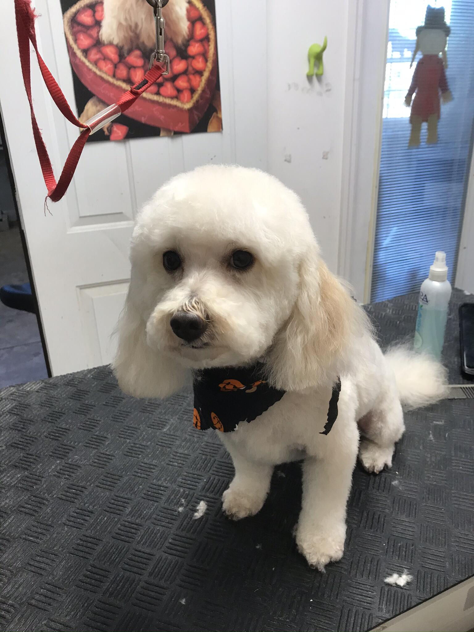 Jeanette’s Pet Grooming