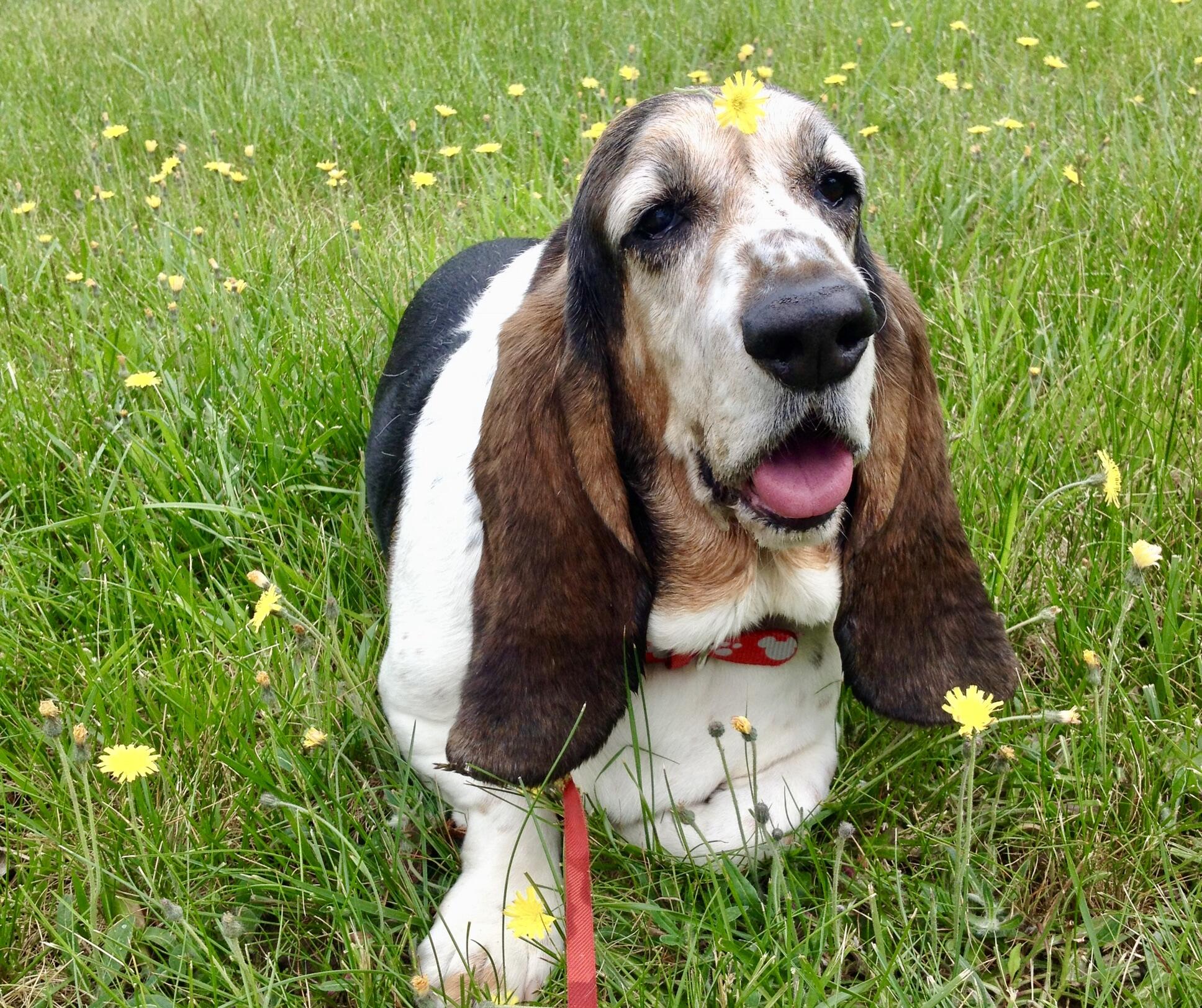 Top Dog Pet Sitting & Dog Walking, LLC Londonderry, NH Nextdoor