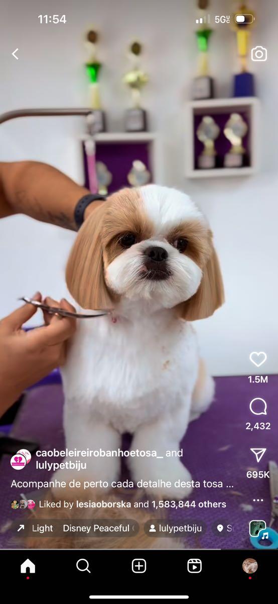 Mila’s grooming. Carmichael, CA Nextdoor