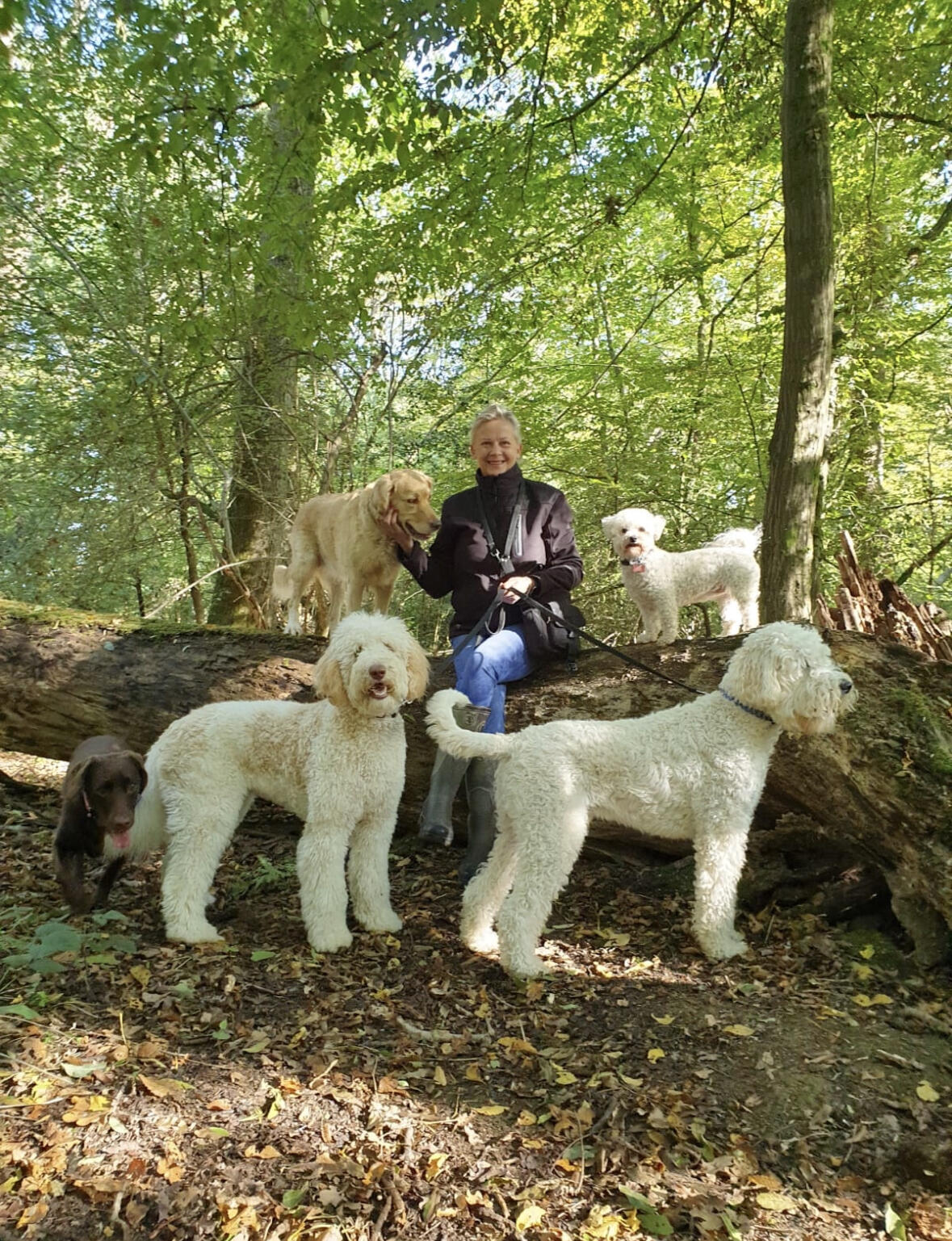 Woofers and Wags Dog Walking and Pet Care Services Horley Nextdoor