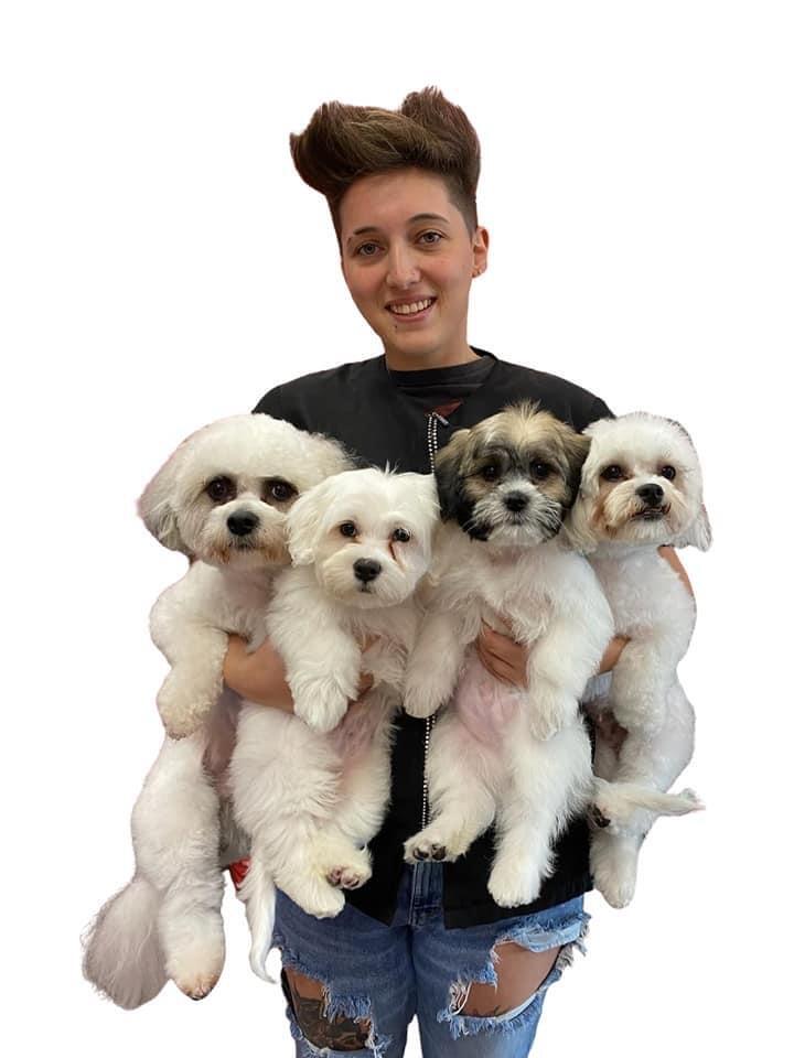 Collar & Comb Luxury Mobile Grooming Nextdoor