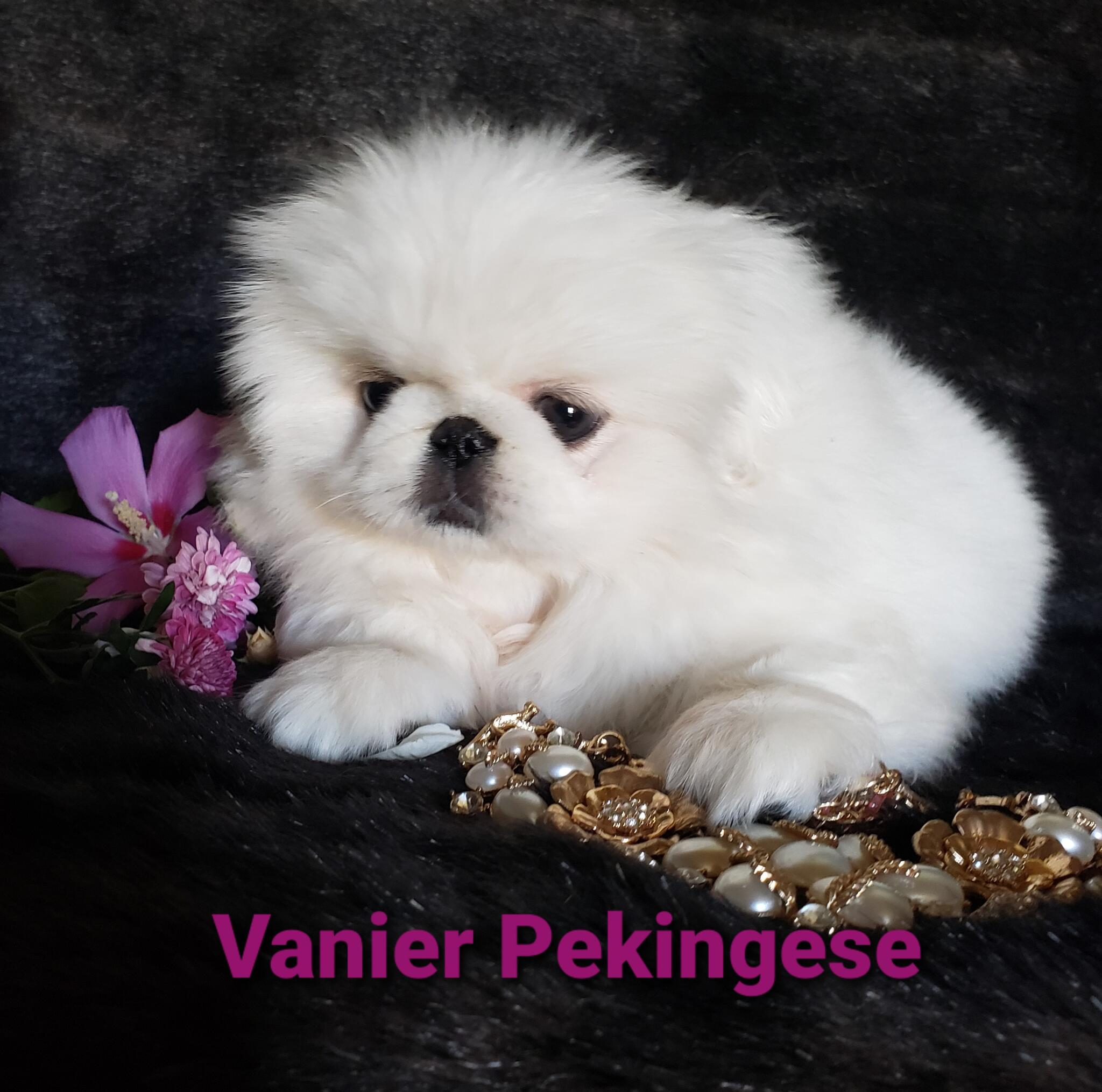 Vanier pekingese store