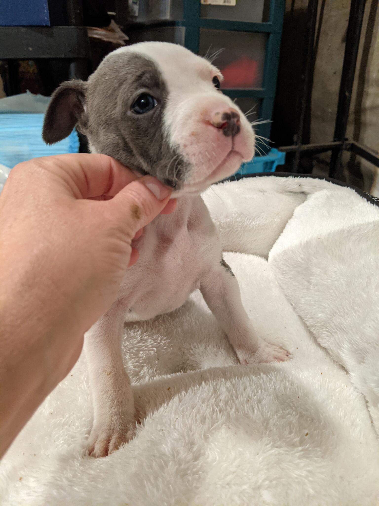 Kaydo's Pocket Kennel Rochester, NY Nextdoor