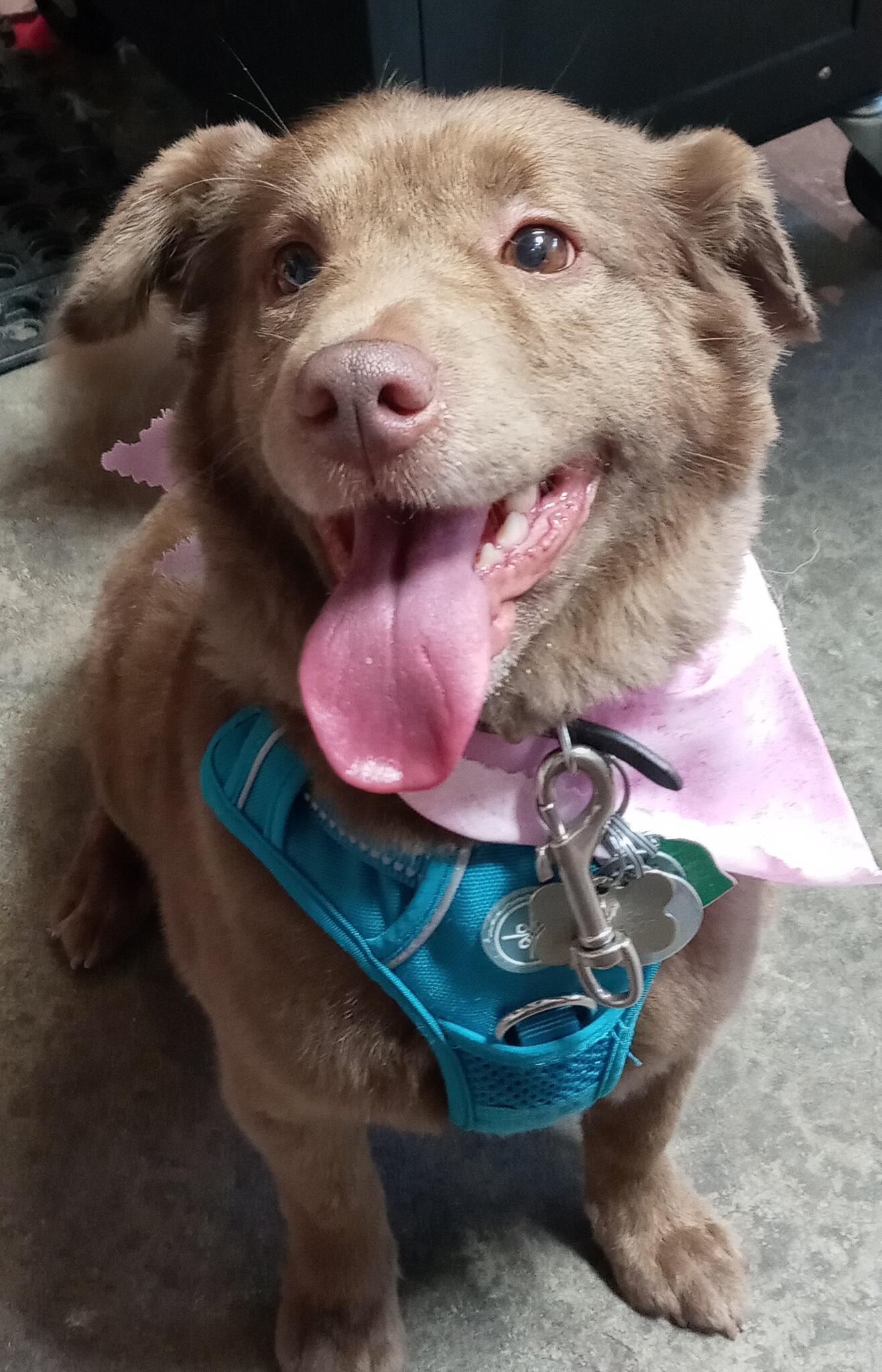 Colleen's Garage Grooming Fishers, IN Nextdoor