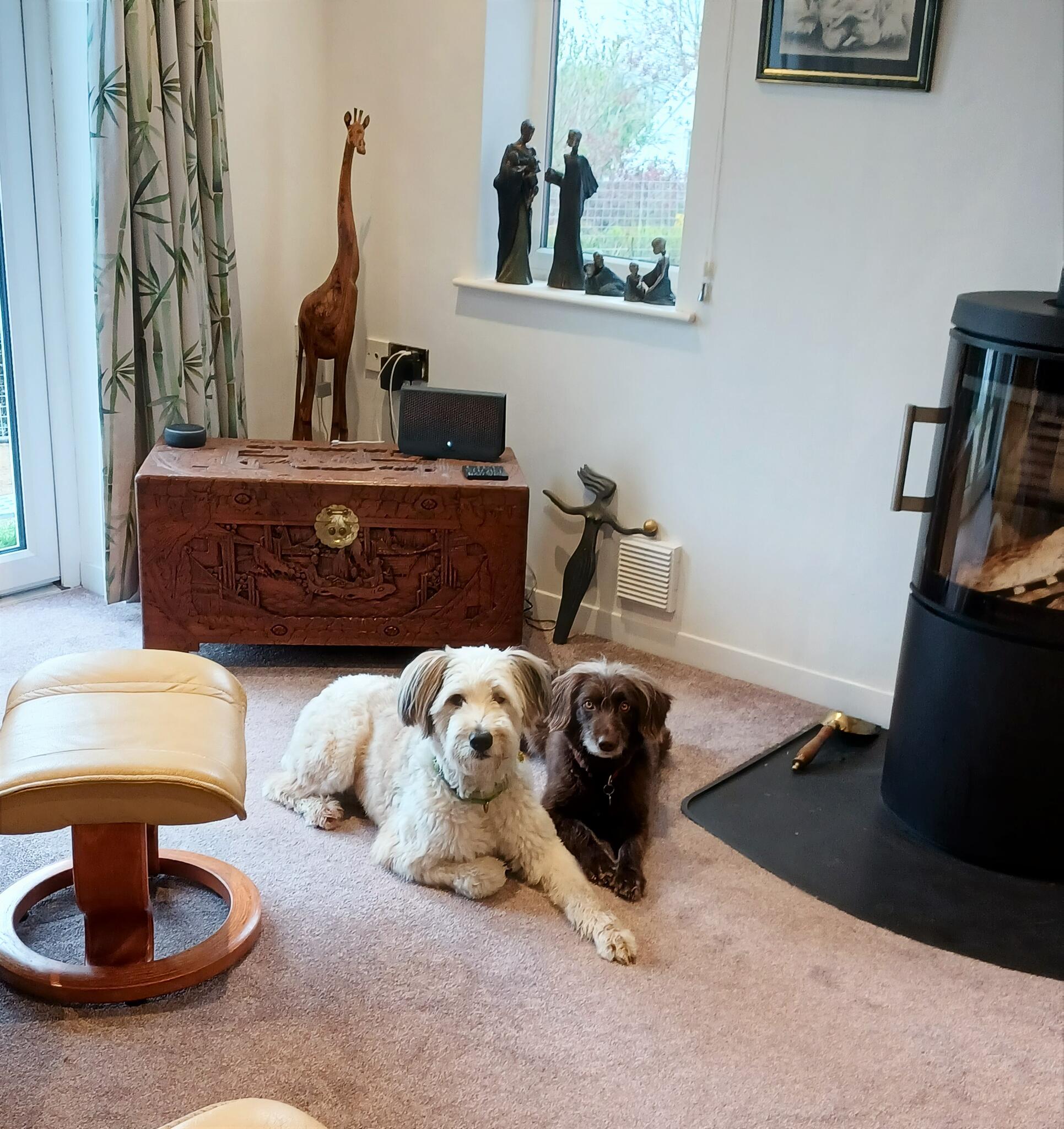 Dogs to Stay Norwich Nextdoor