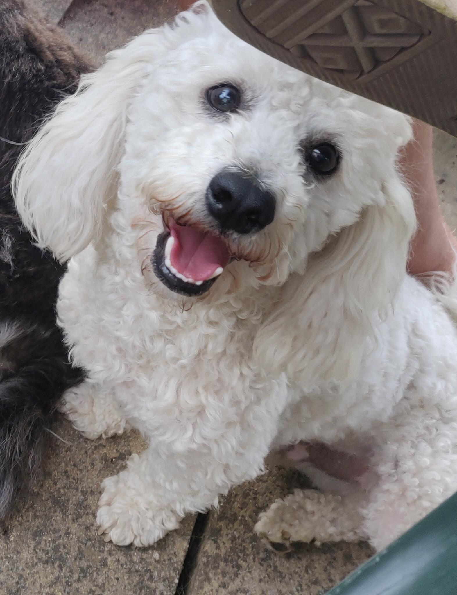 Sparkles Dog Grooming Coventry, GBENG Nextdoor