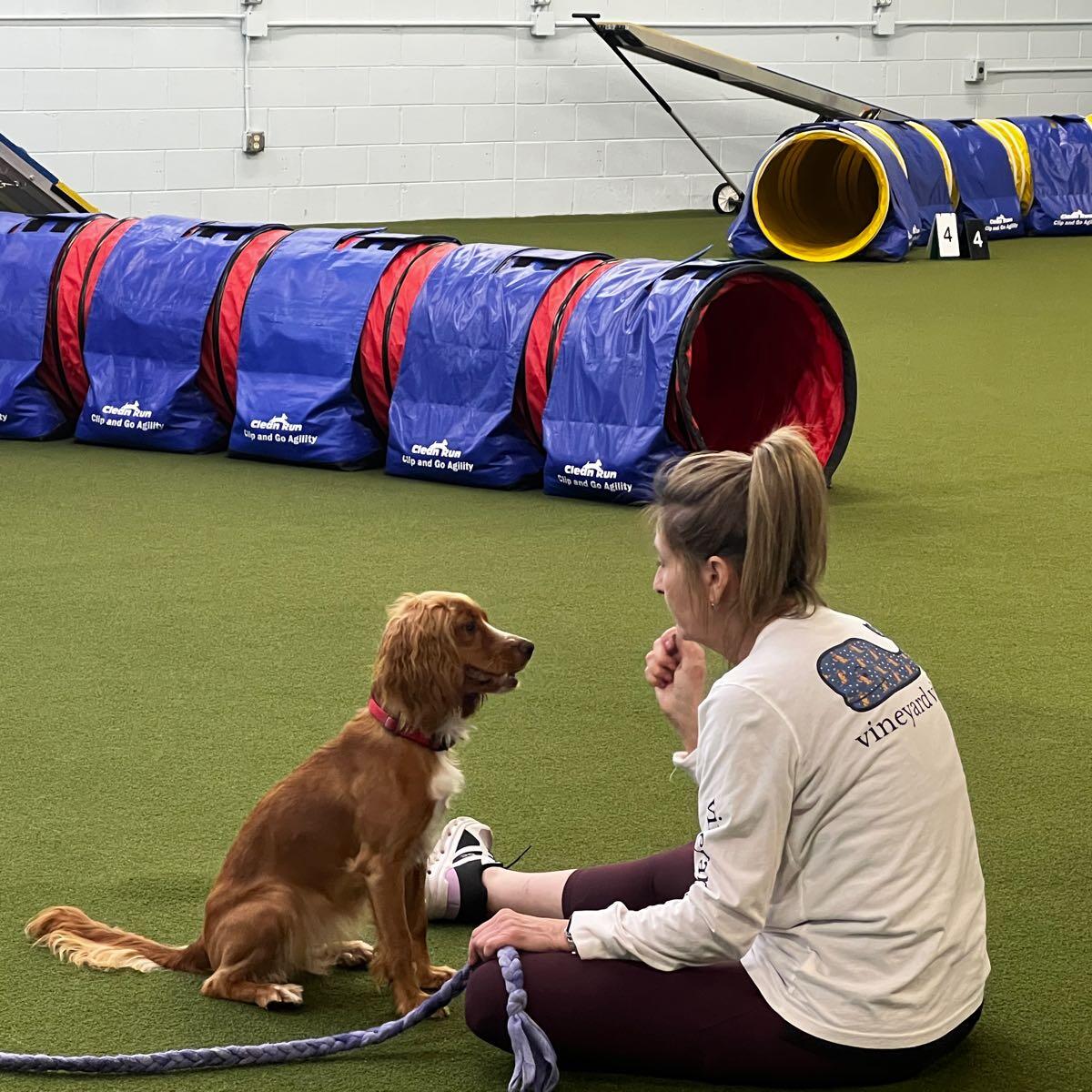 Shop redline canine training Online Sale