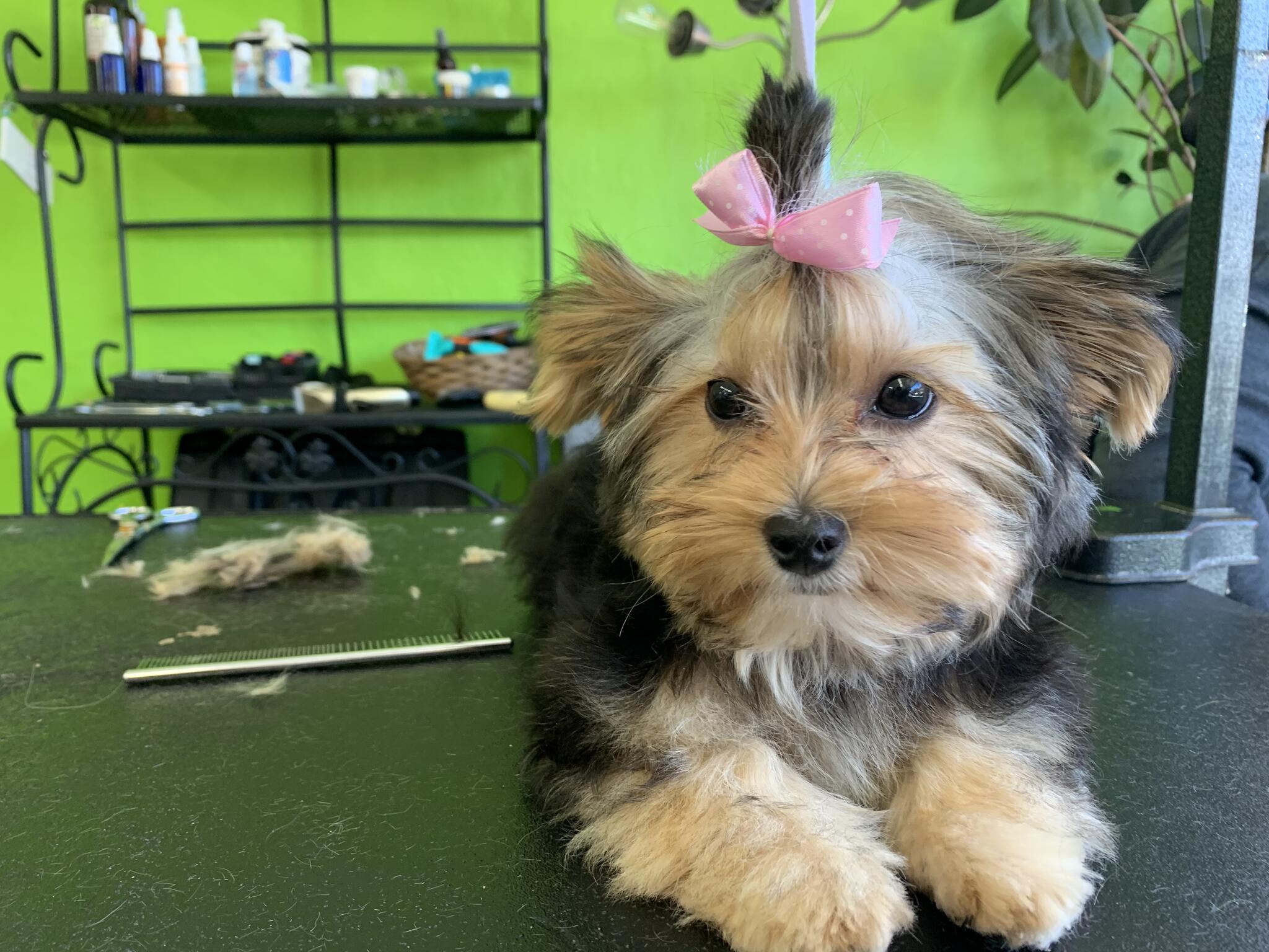 Amber’s Dog Grooming Nampa, ID Nextdoor