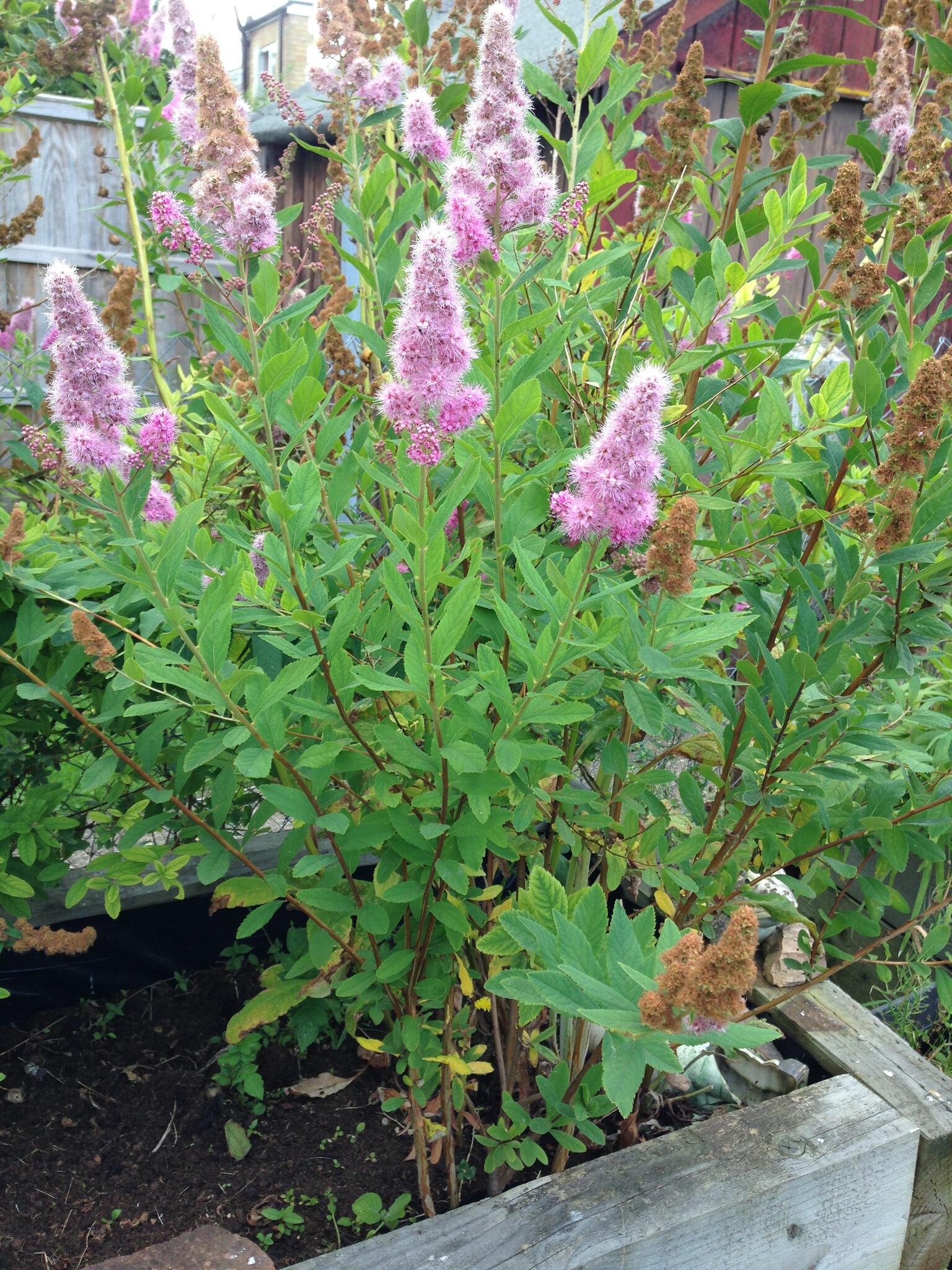 Ken Last Garden Maintenance Bury St. Edmunds Nextdoor
