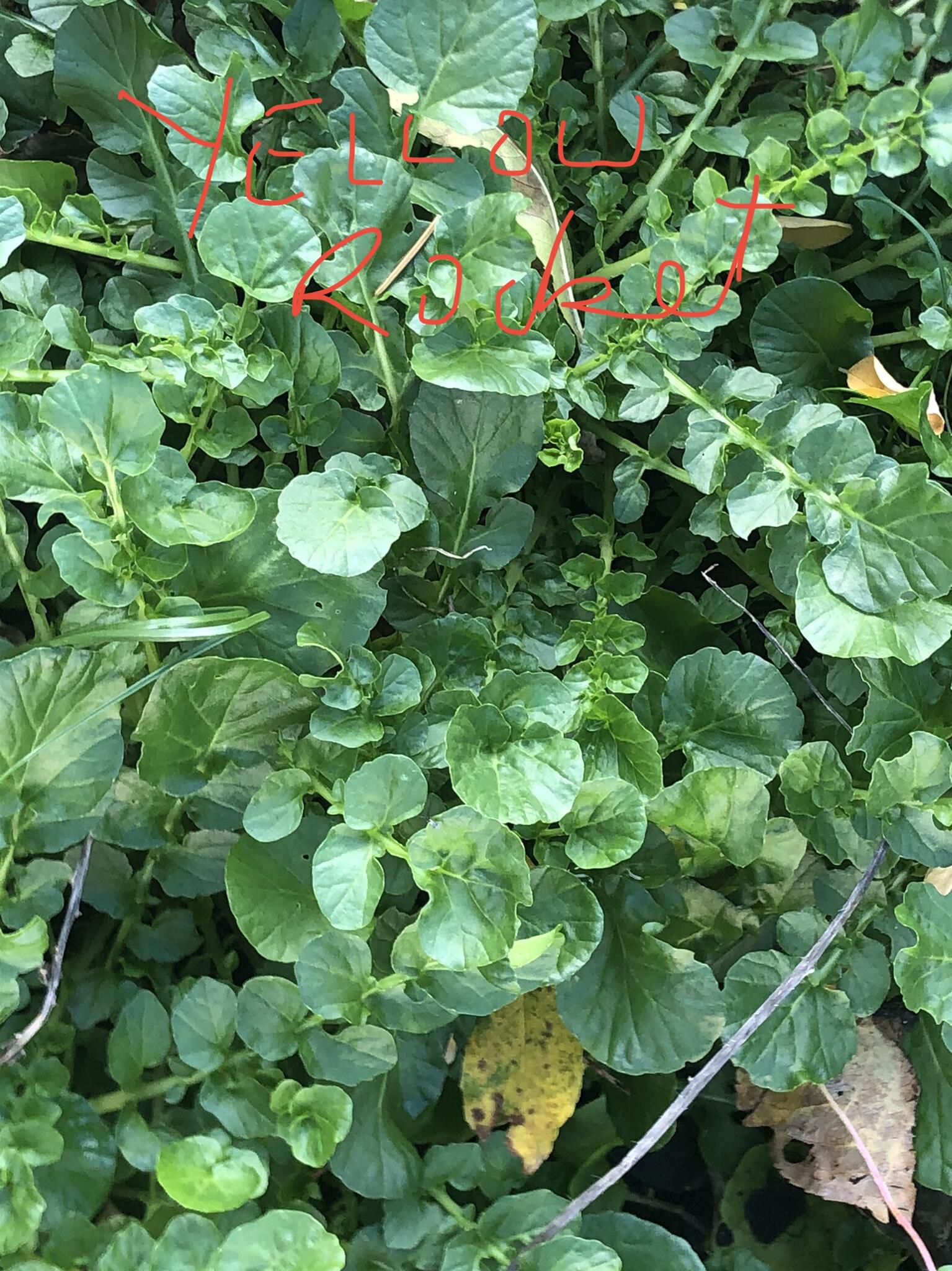 Organic plants and herbs for sale Harrow, GBENG Nextdoor