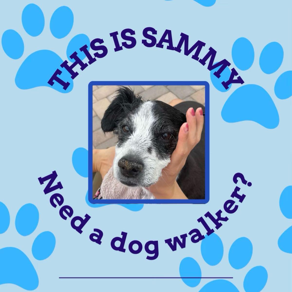 Sammy's best sale dog walking