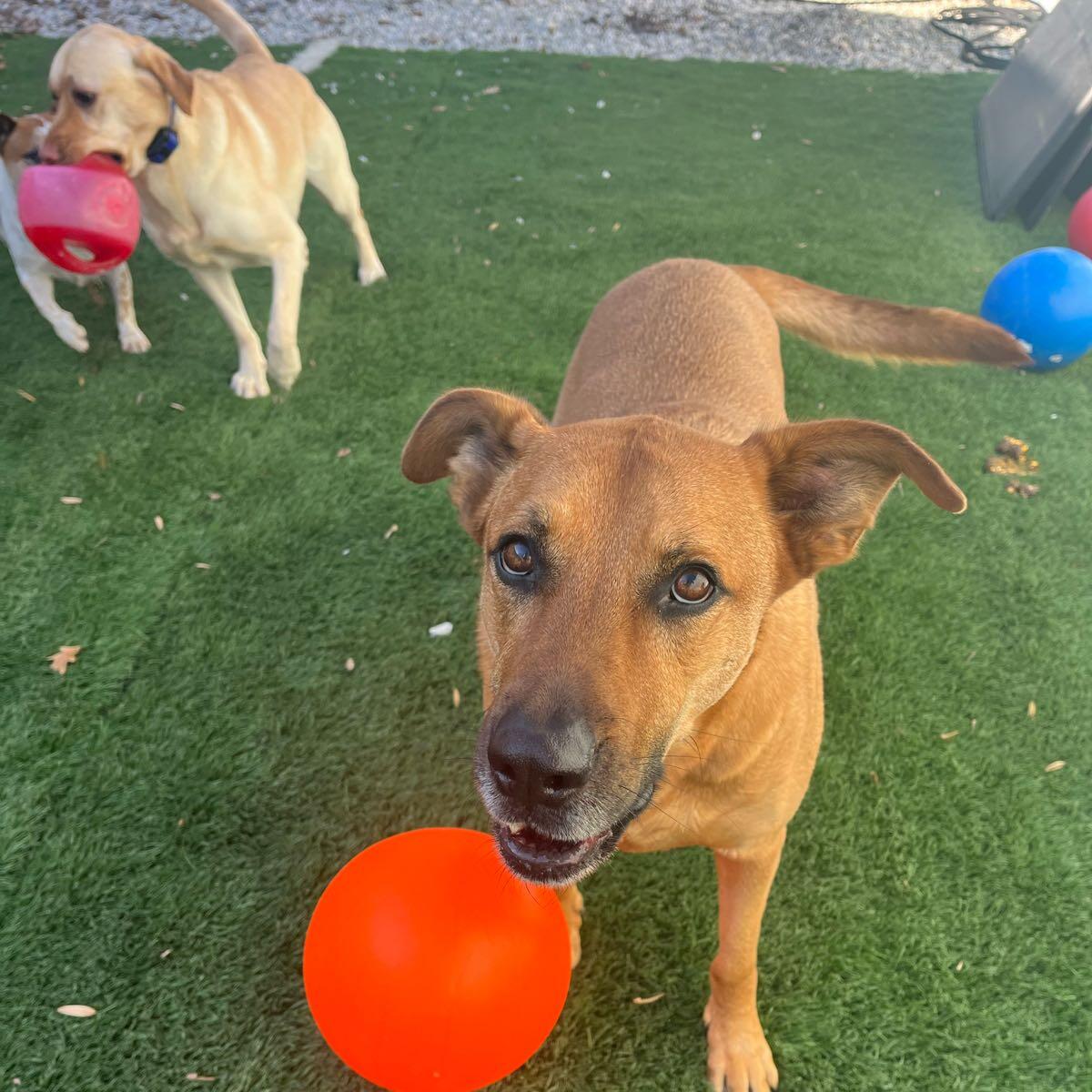 Doggie Daycare, PLUS Upperco, MD Nextdoor