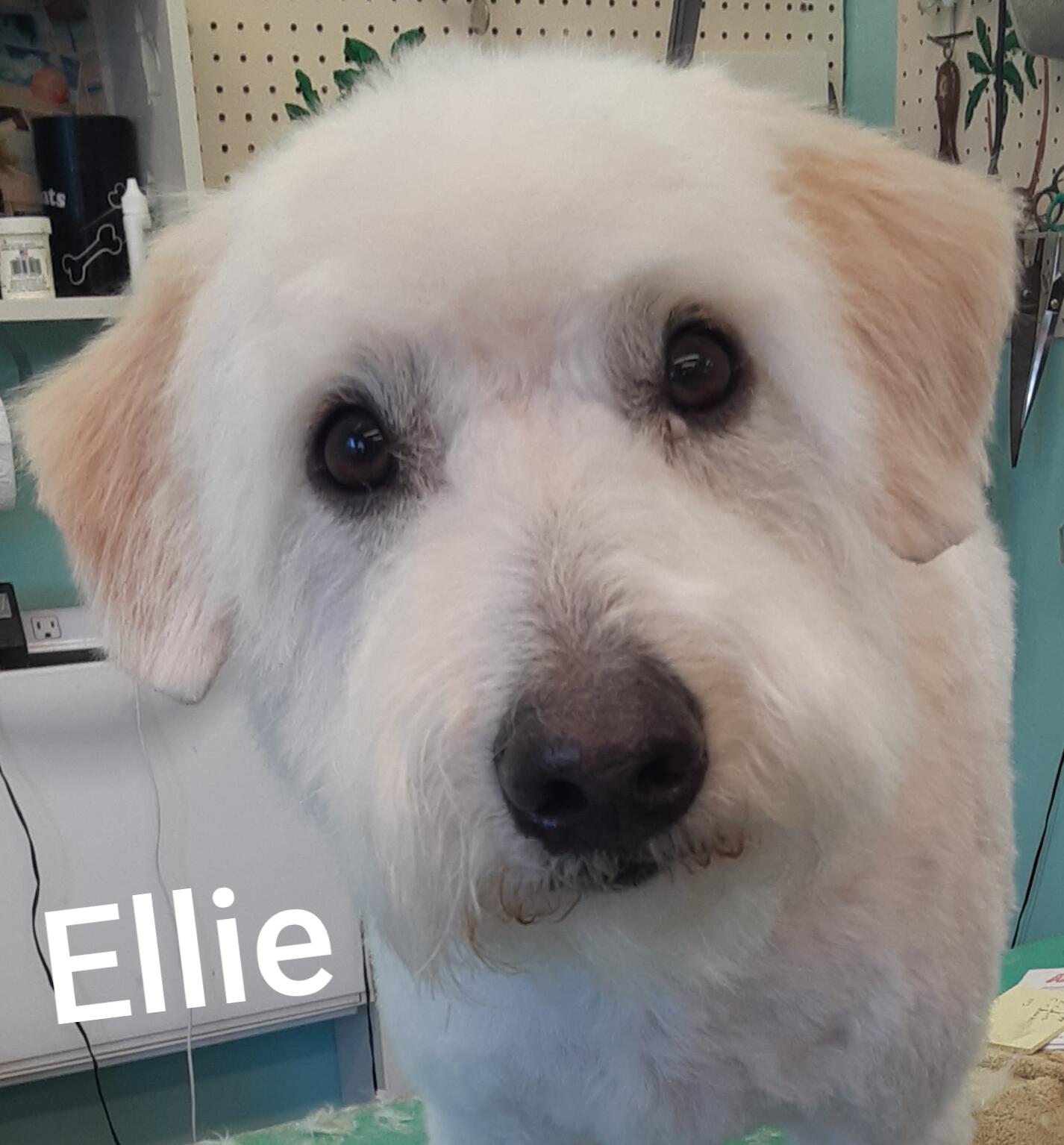 Lanai Grooming Sacramento, CA Nextdoor