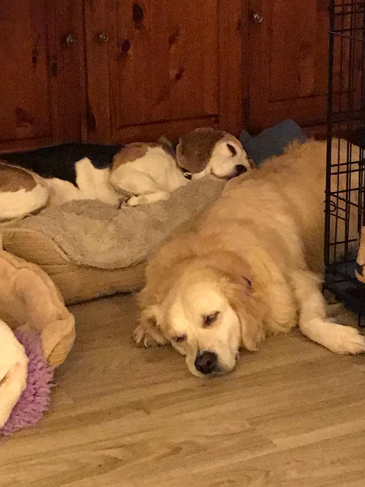 TJ's Home From Home Dog Boarding Andover, GBENG Nextdoor