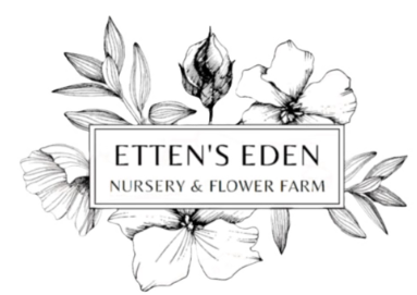 baldur garten olivenbaum Olivenbaum kaufen | Olea europaea