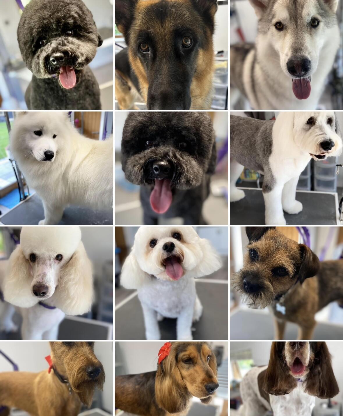 The Dog Groomers at Three Chimneys barn Ashford Nextdoor