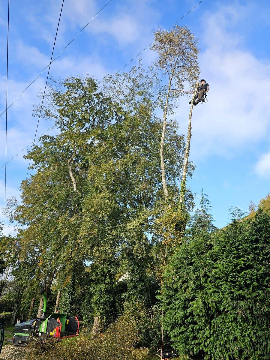 Toms Trees and Chimneys Llandrindod Wells Nextdoor