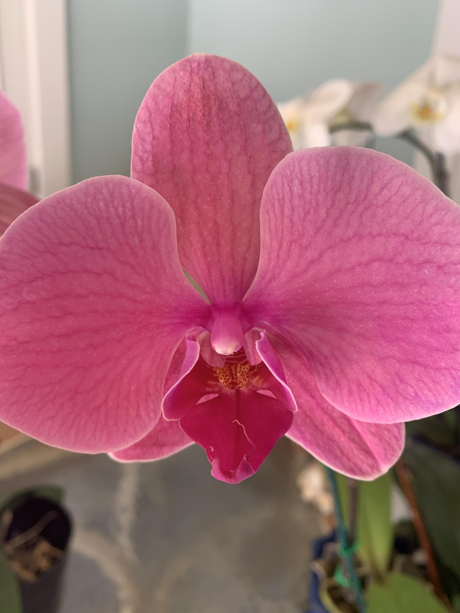 Vero Orchids & Supplies, LLC Vero Beach, FL Nextdoor