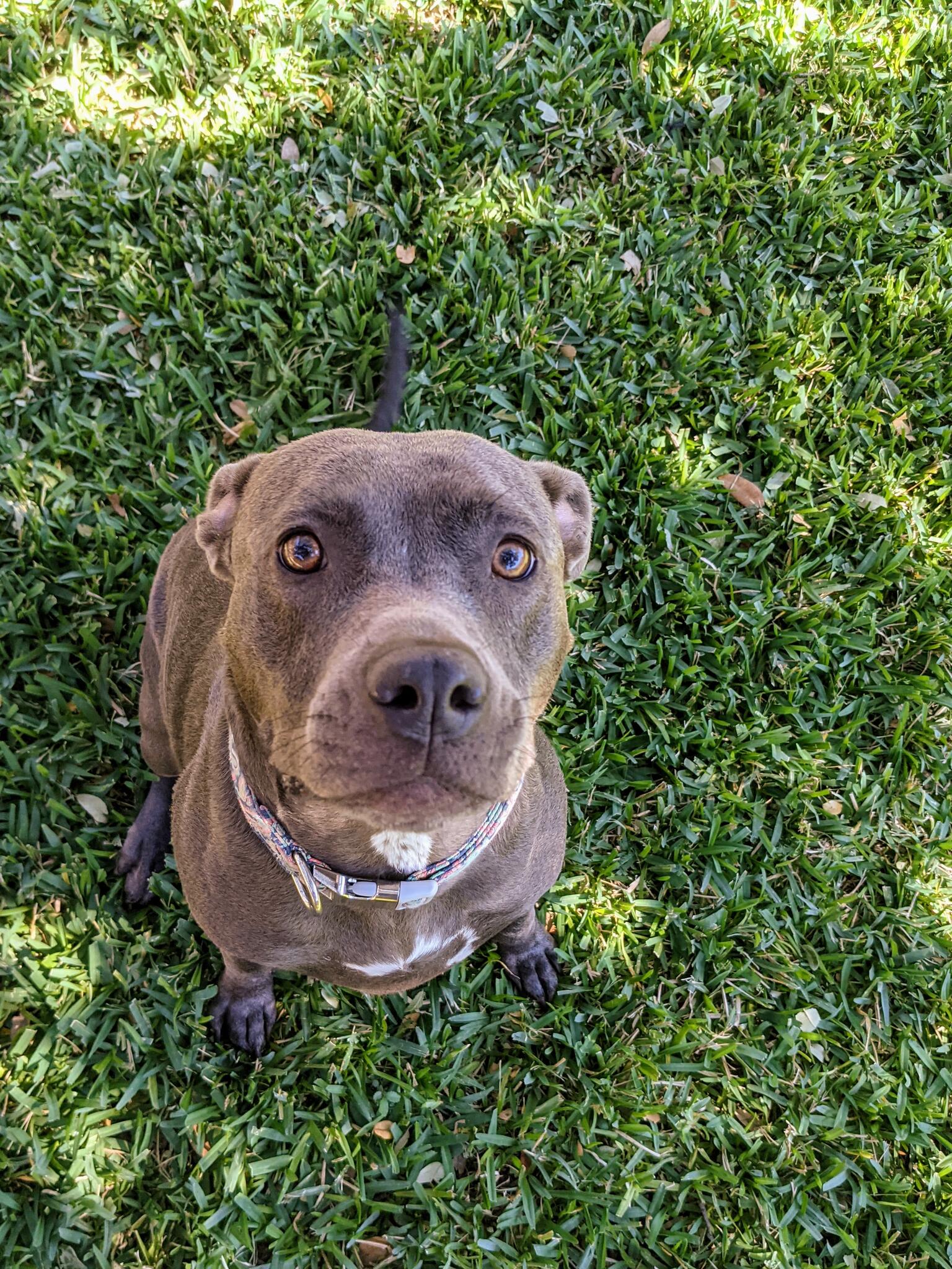 Monkey Dog Pet Care Round Rock, TX Nextdoor