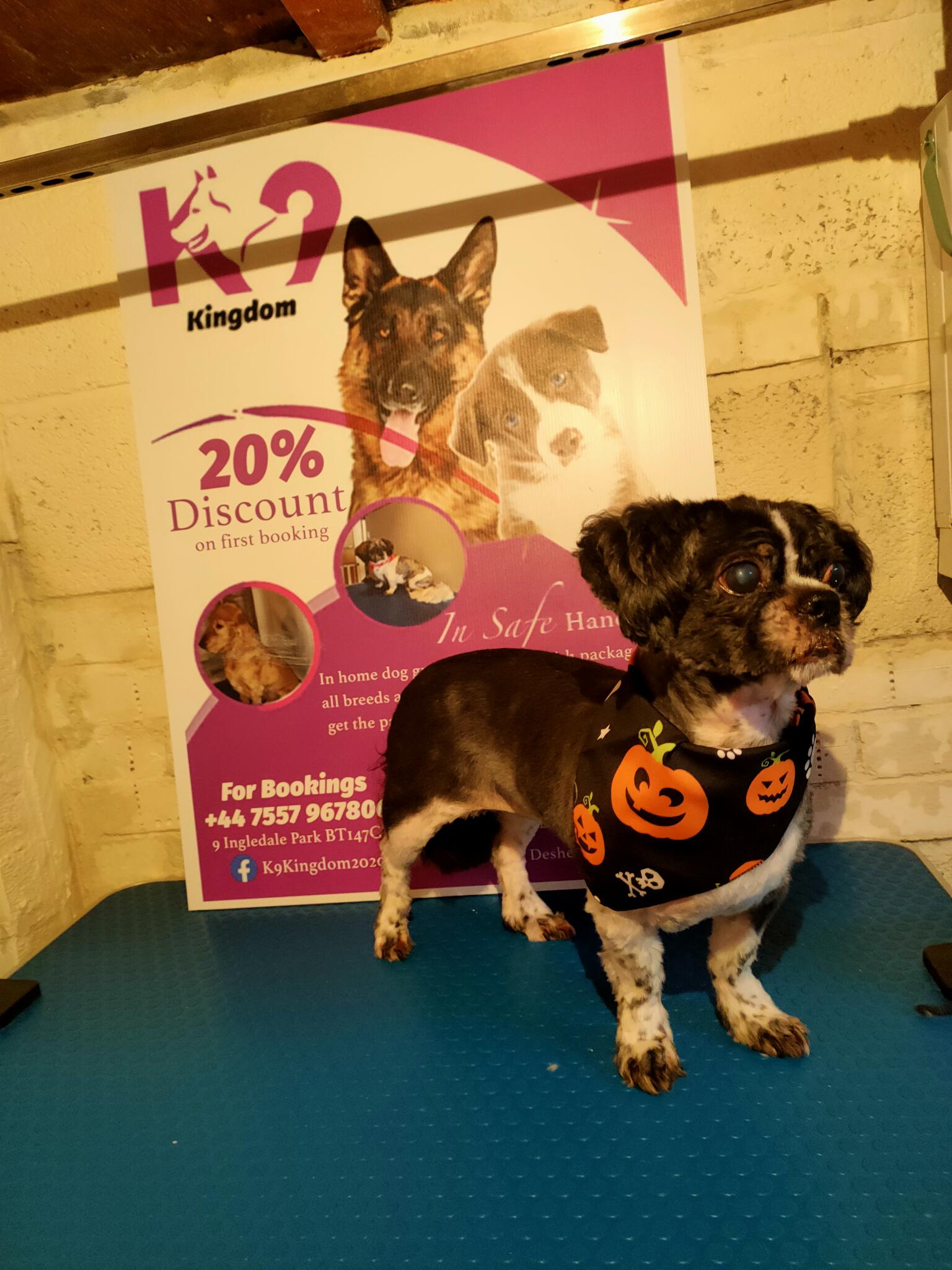 K9 Kingdom Belfast Nextdoor