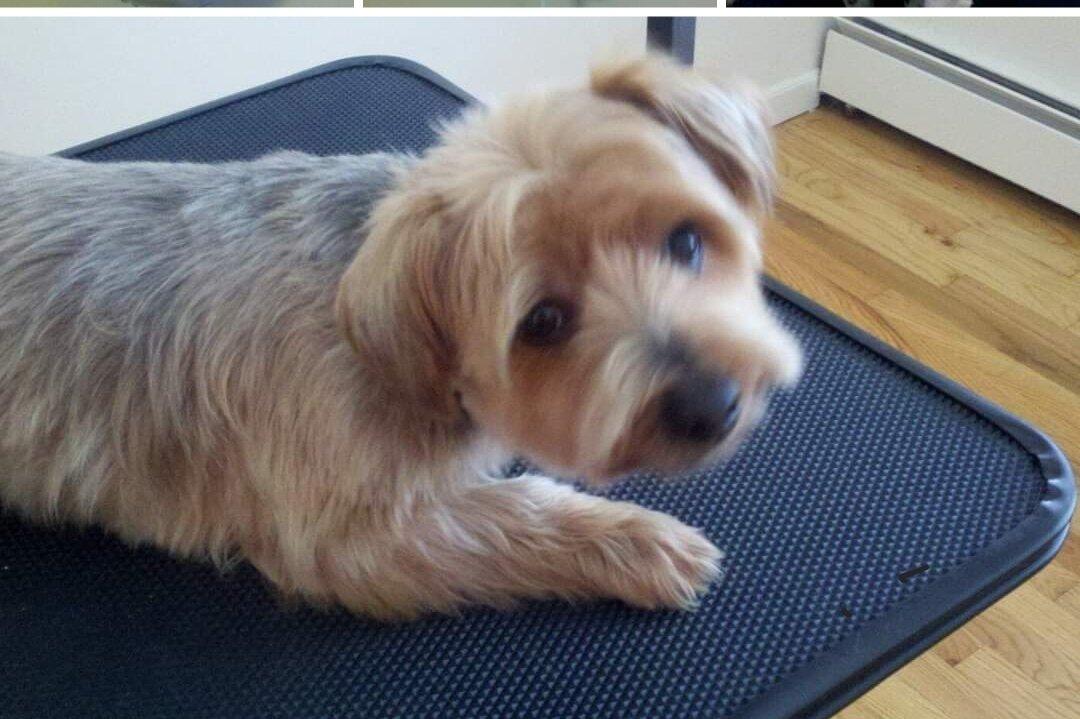 TLC AFFORDABLE GROOMING Toms River, NJ Nextdoor