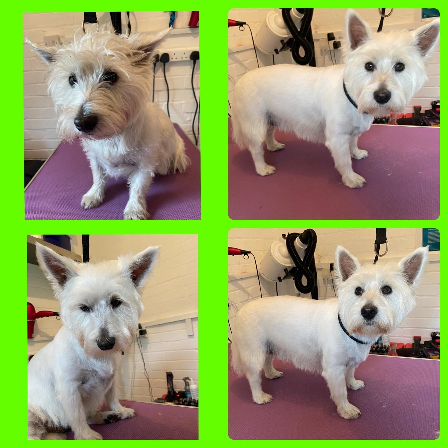 Kennford Dog Grooming Exeter, GBENG Nextdoor