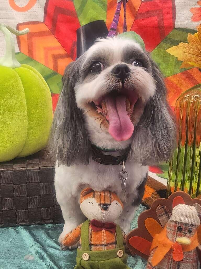 Backyard Pet Grooming McKinney, TX Nextdoor