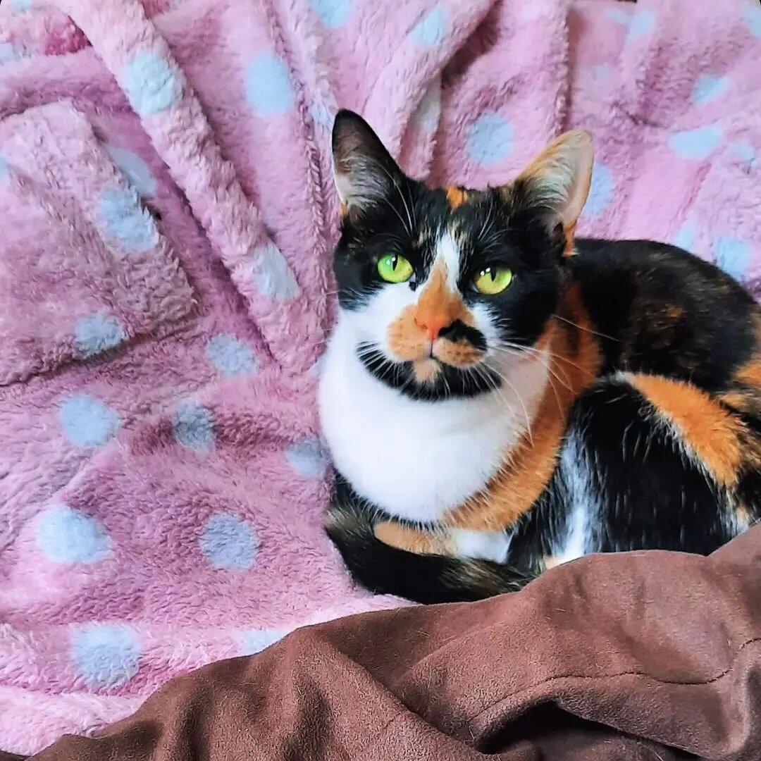 Pet sitting London, GBENG Nextdoor