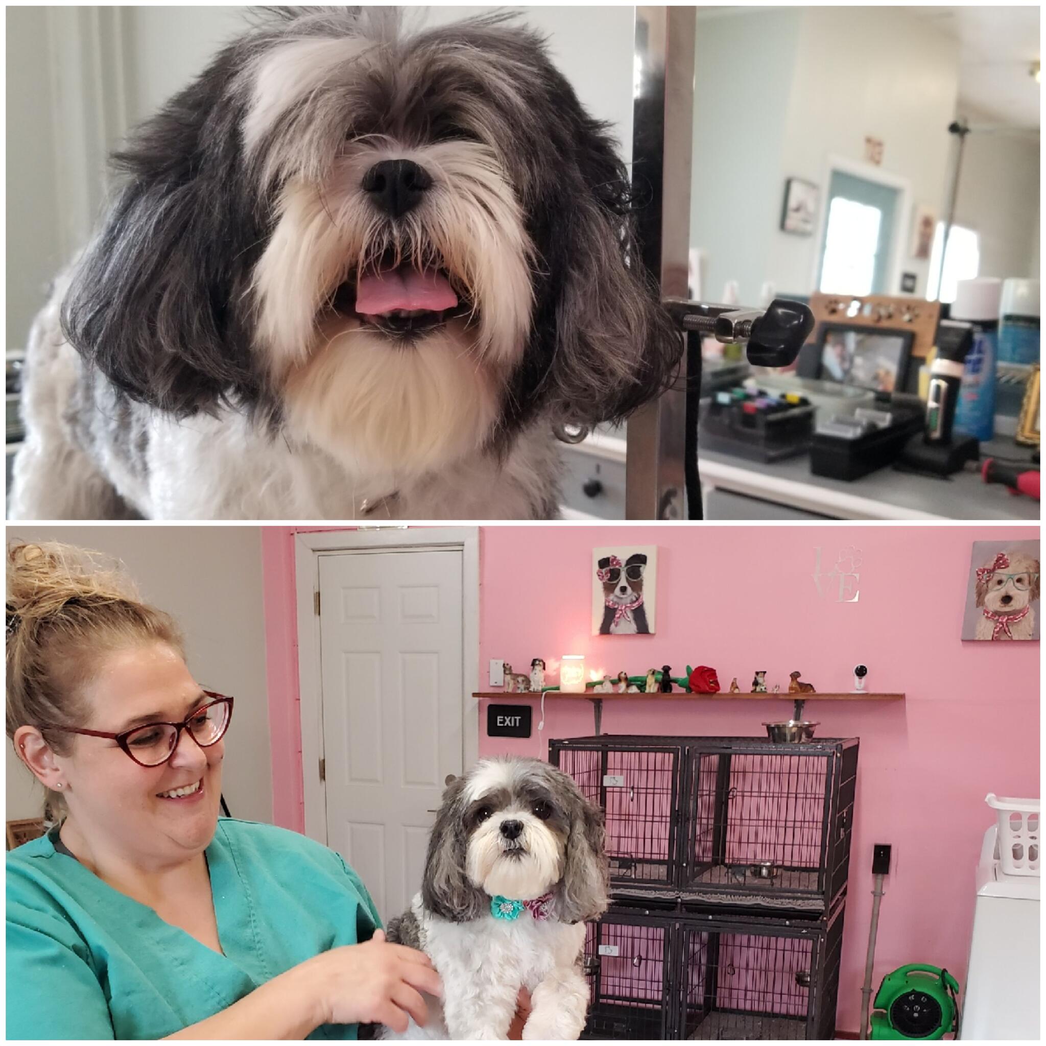 Amazing Grace Grooming Salon Northampton, PA Nextdoor