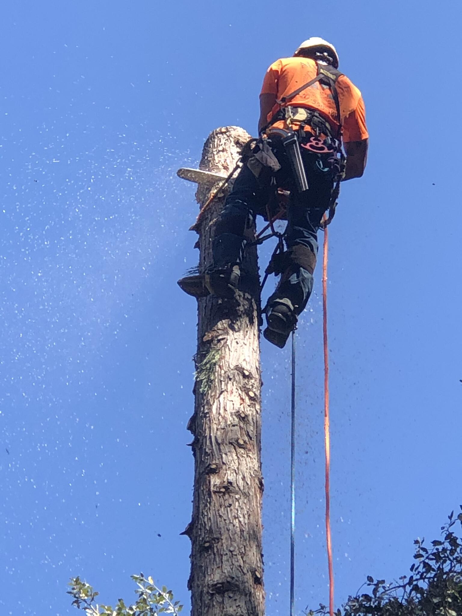 All Tree Service - Penn Valley, CA - Nextdoor