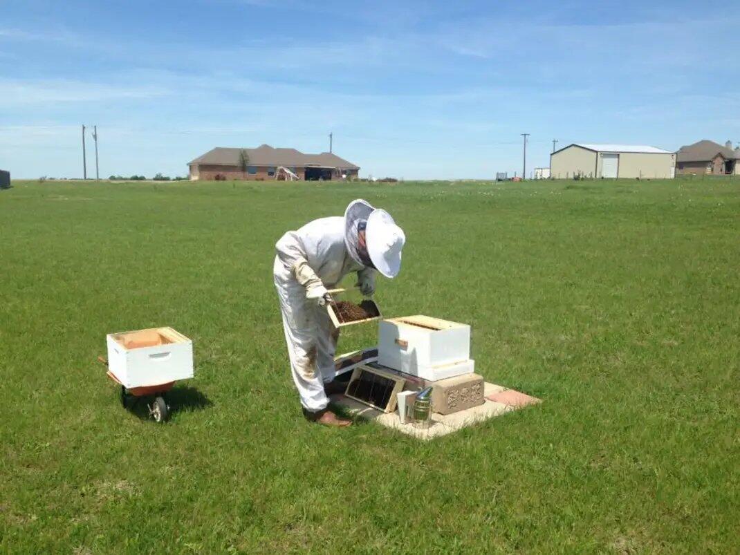 Tacker Honey Bee Removal and Rehoming Watauga, TX Nextdoor