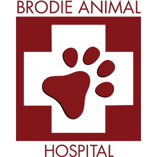 Brodie Animal Hospital Austin TX Nextdoor