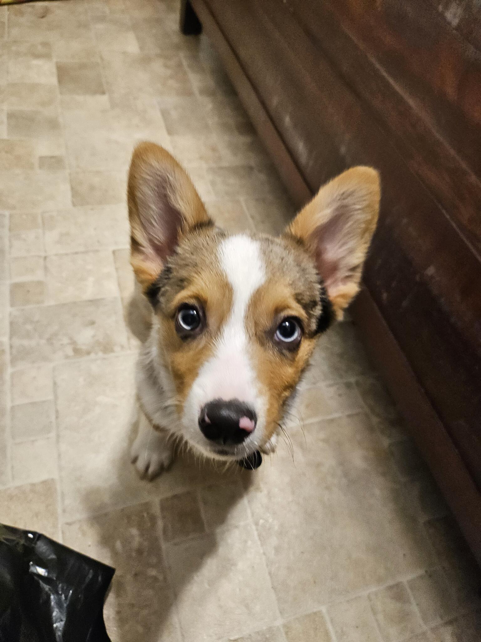 Jesse's pet care Nextdoor