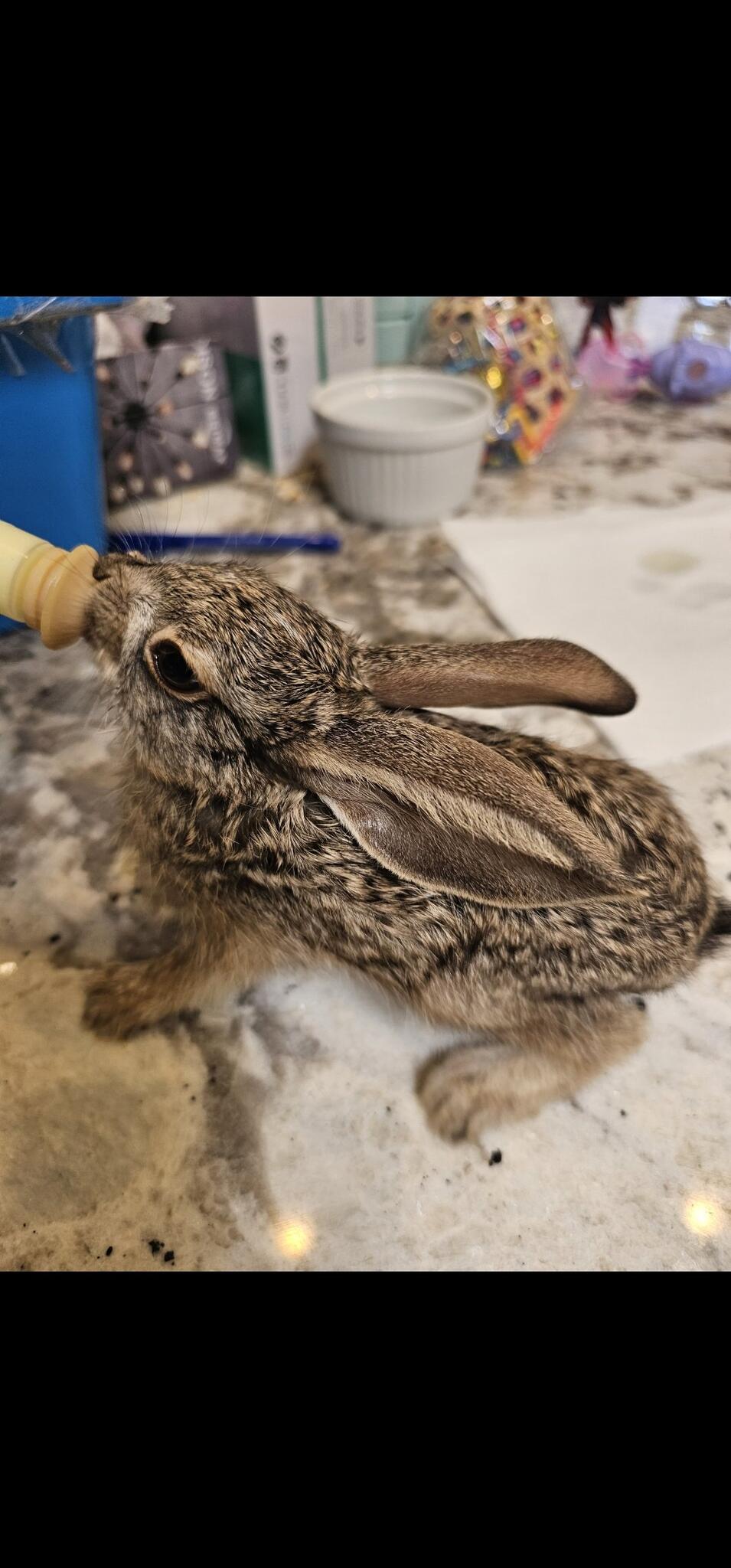Wild Rabbit Rescue Quail Cottontail and Wild Rabbit Rescue - Scottsdale, AZ - Nextdoor