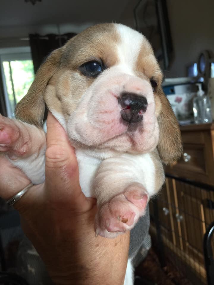 inkaz beagles Blackpool, GBENG Nextdoor