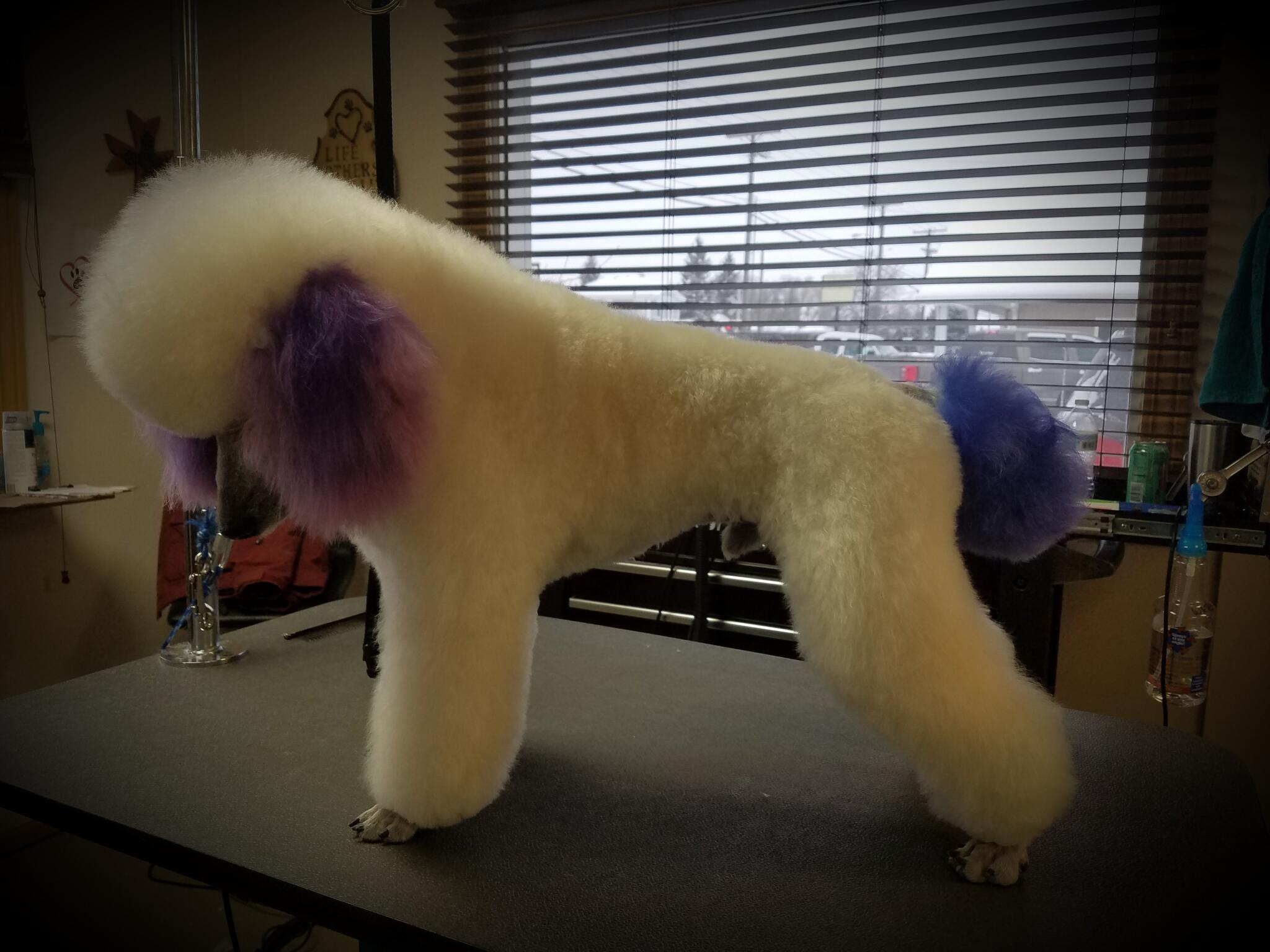 Andie's Paws & Claws LLC