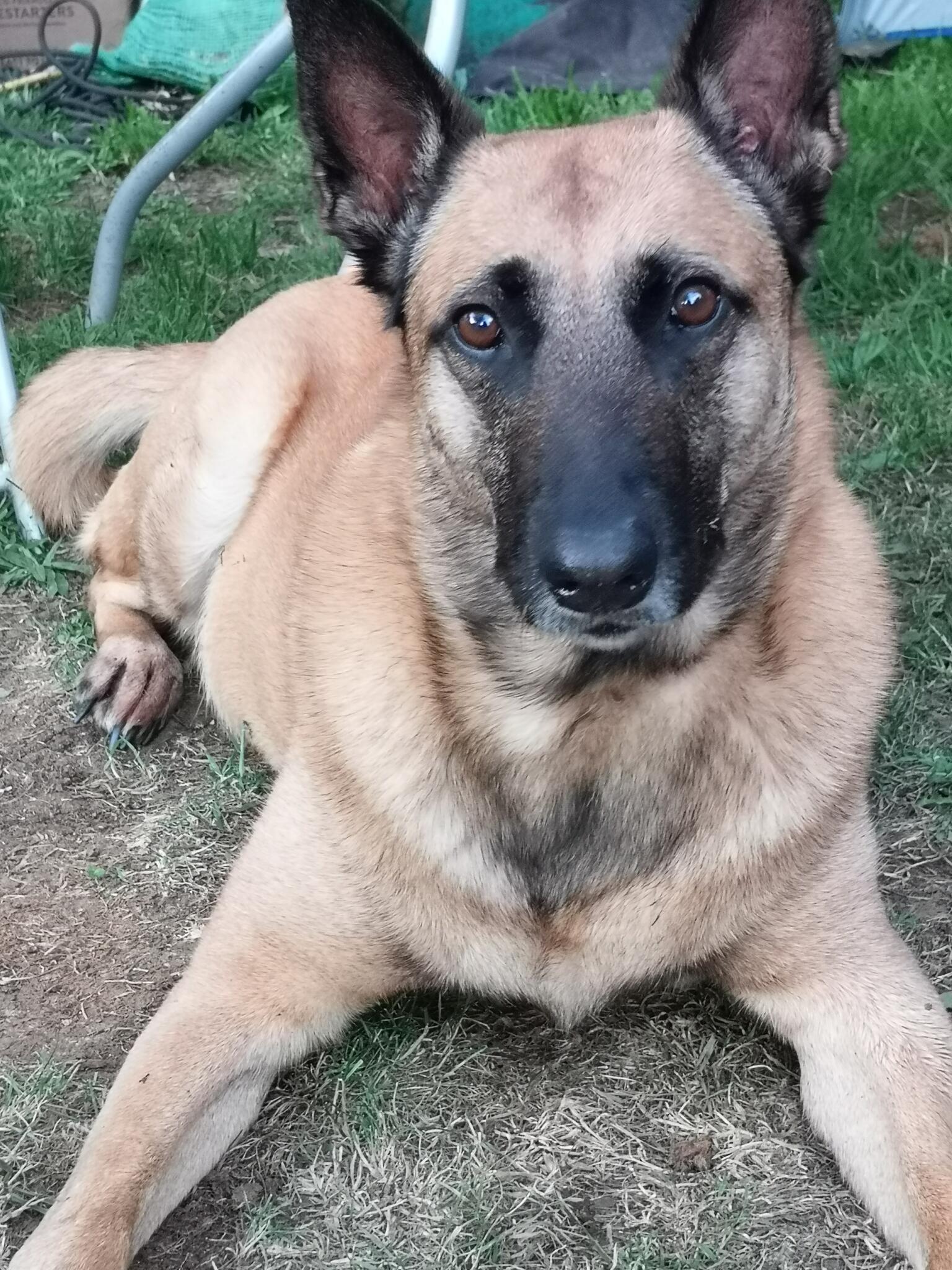 Boots and paws dog training and behaviour Worksop Nextdoor