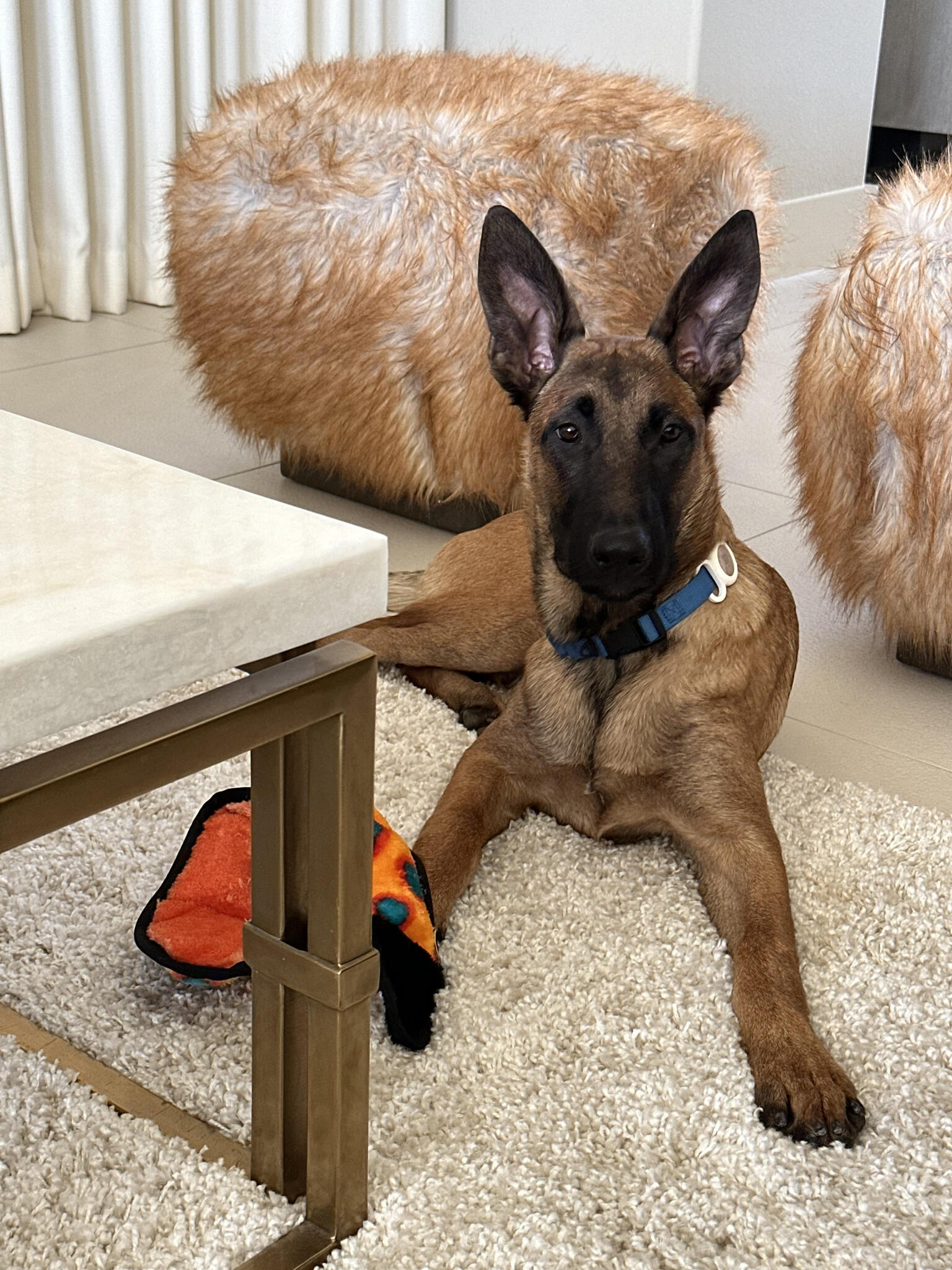 Dog Training and Owner Coaching The Puppy Coalition La Quinta, CA