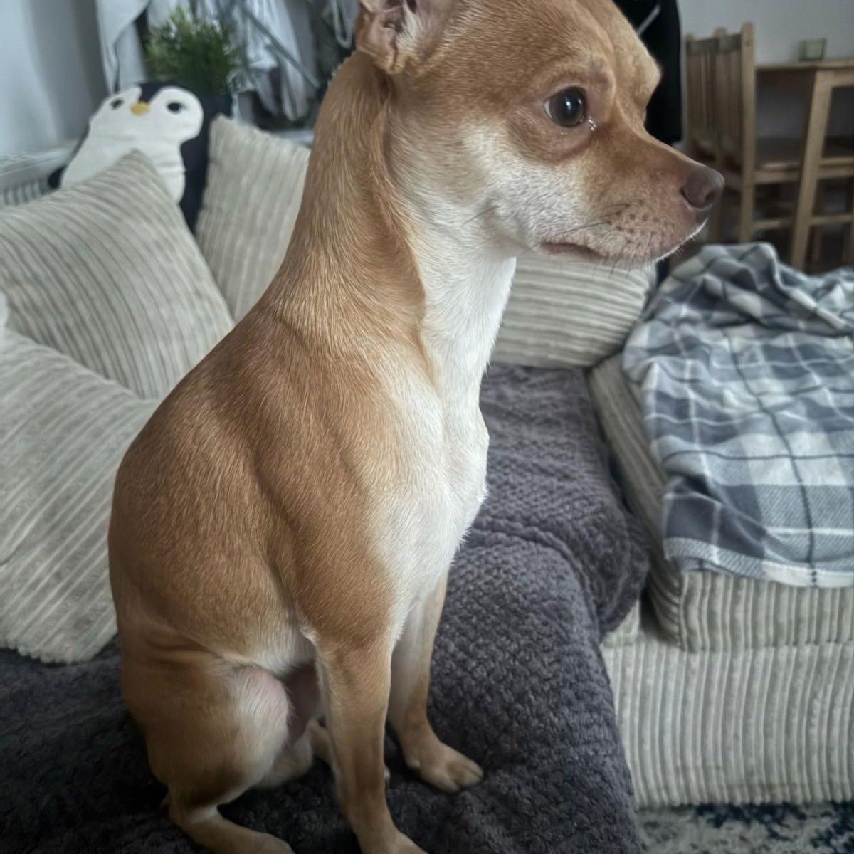 sammy-doggy-daycare-london-nextdoor