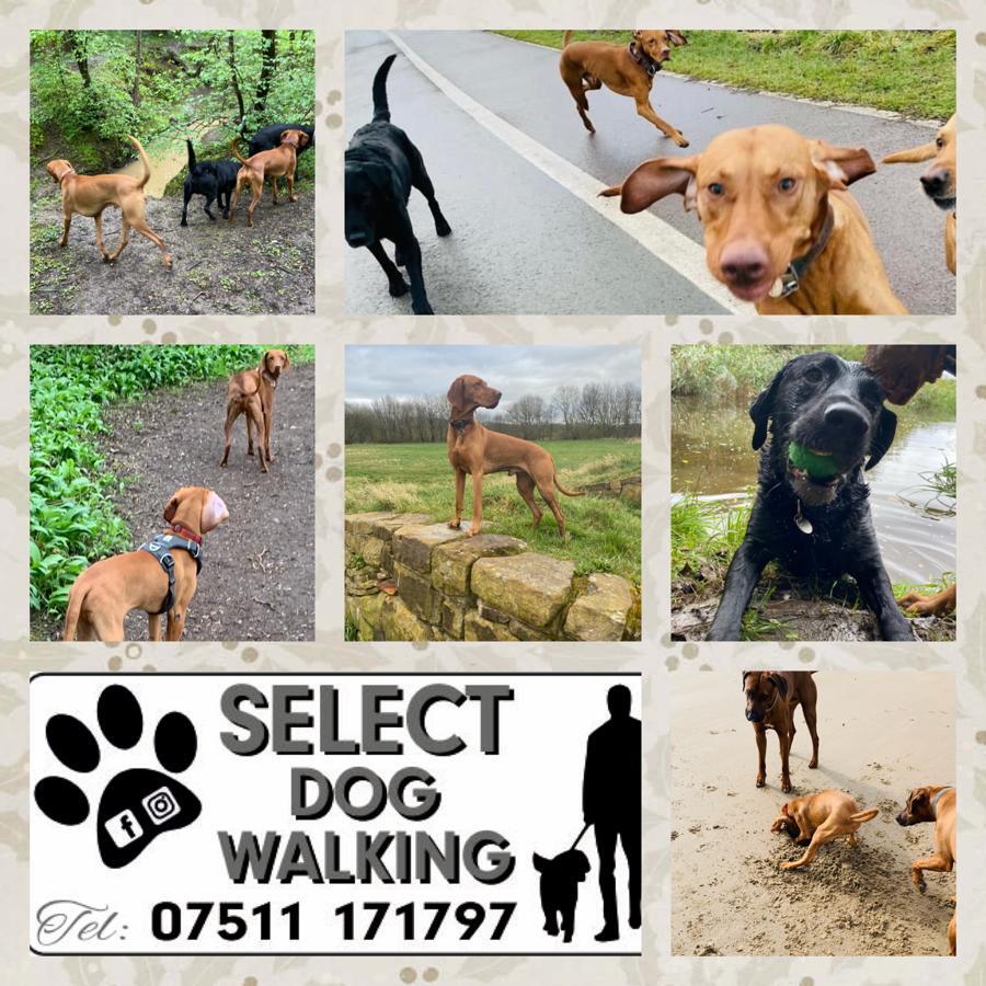 Select dog walking StocktononTees, GBENG Nextdoor