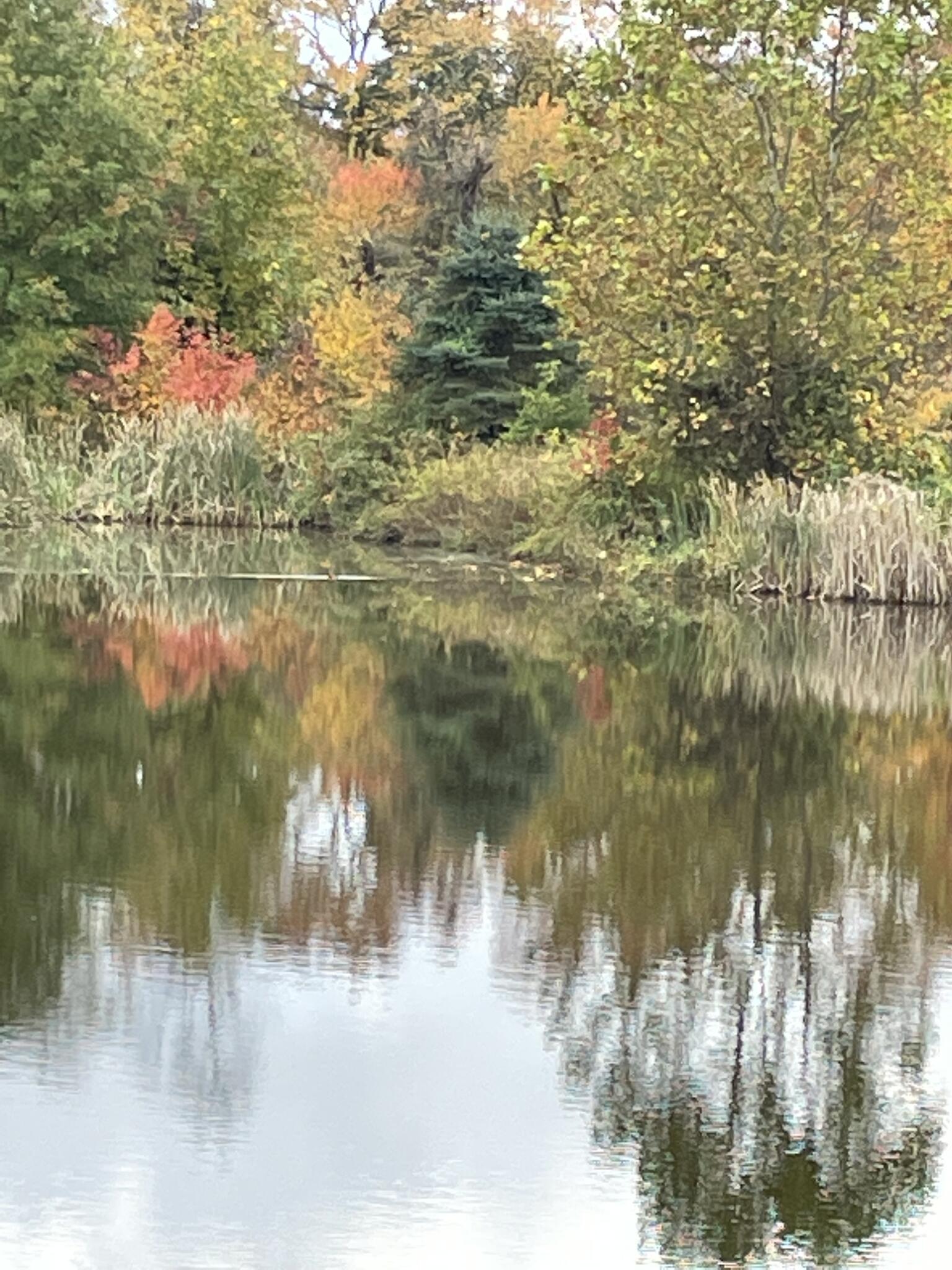 Chesterfield Spotlight Nextdoor