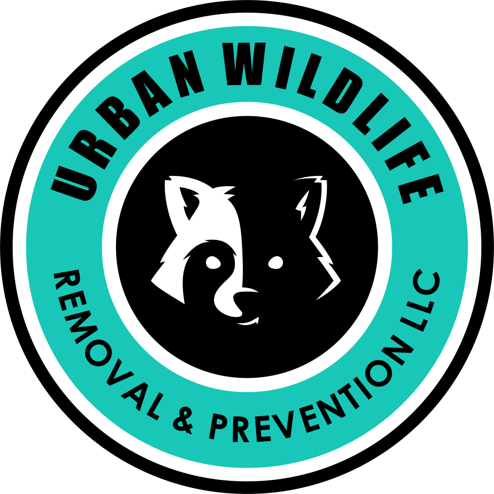Urban Wildlife Removal and Prevention LLC