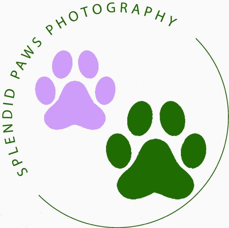 Splendid Paws Photography Torquay Nextdoor