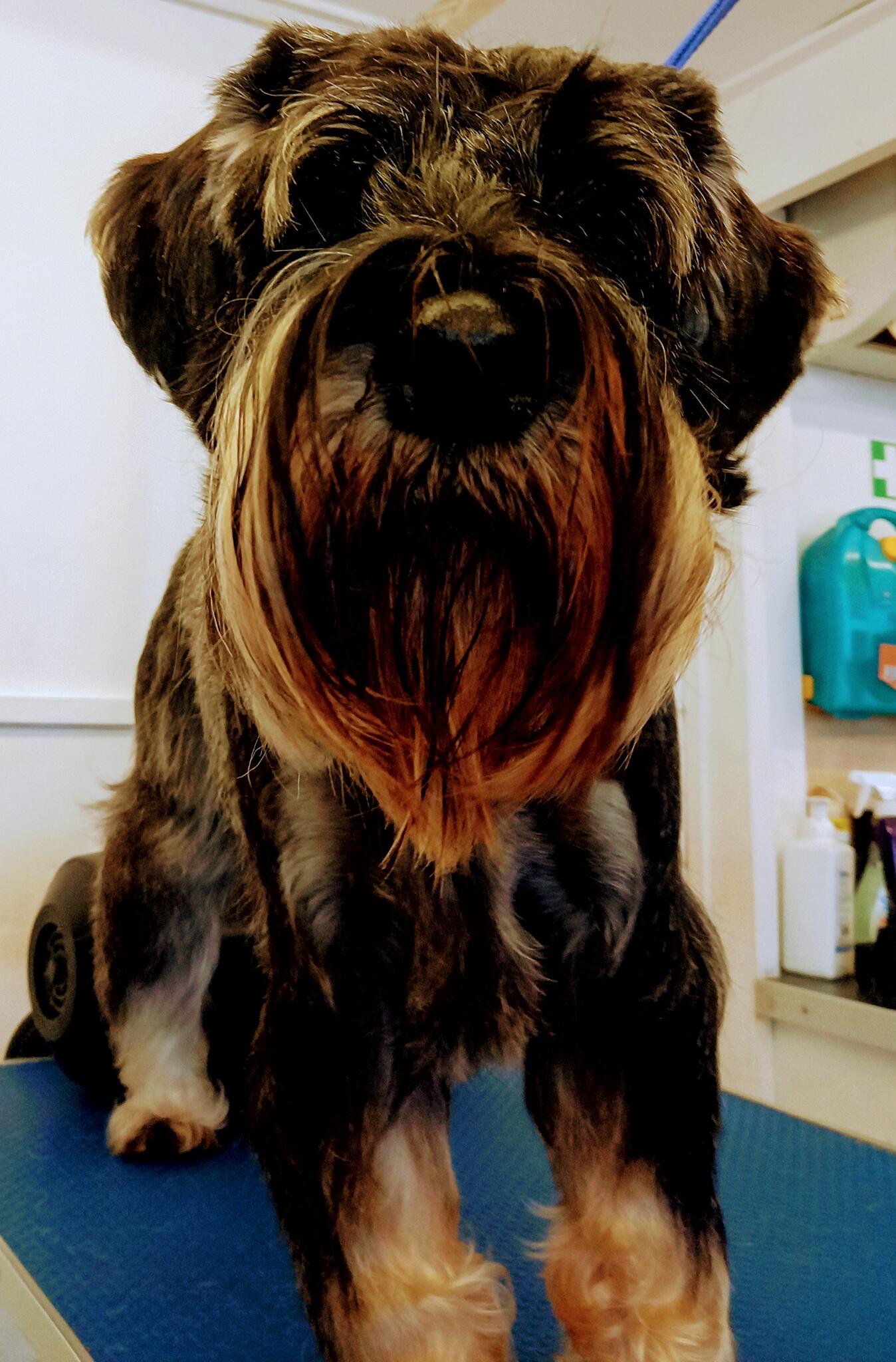 Betty bubbles dog grooming Kings Langley Nextdoor