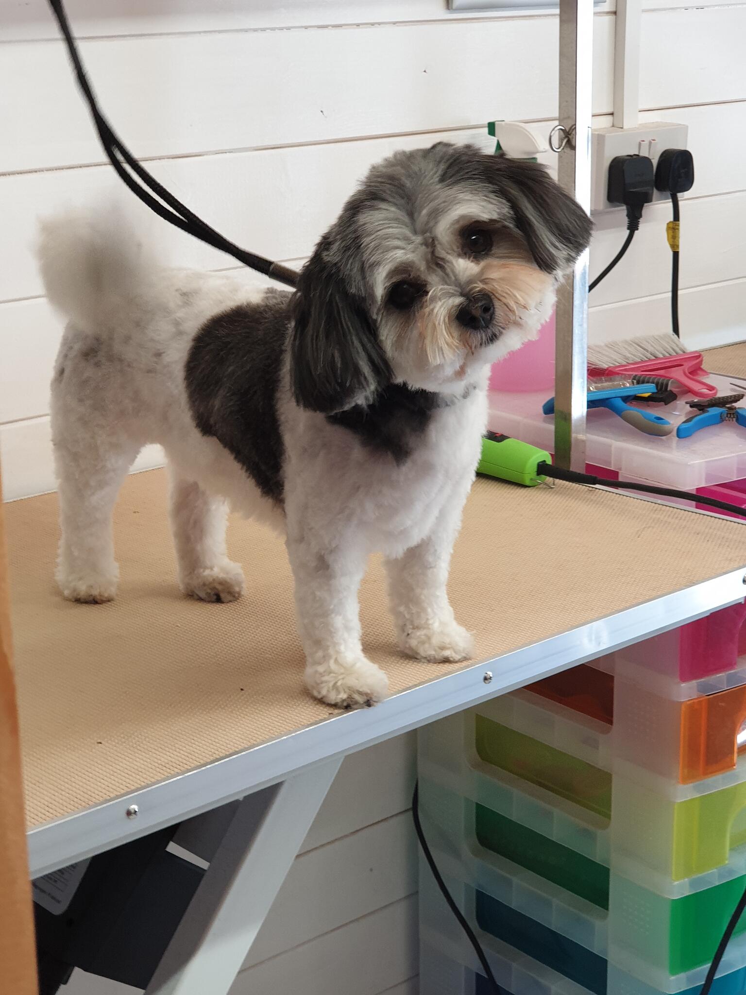 Tendring Dog Grooming Academy ClactonOnSea Nextdoor