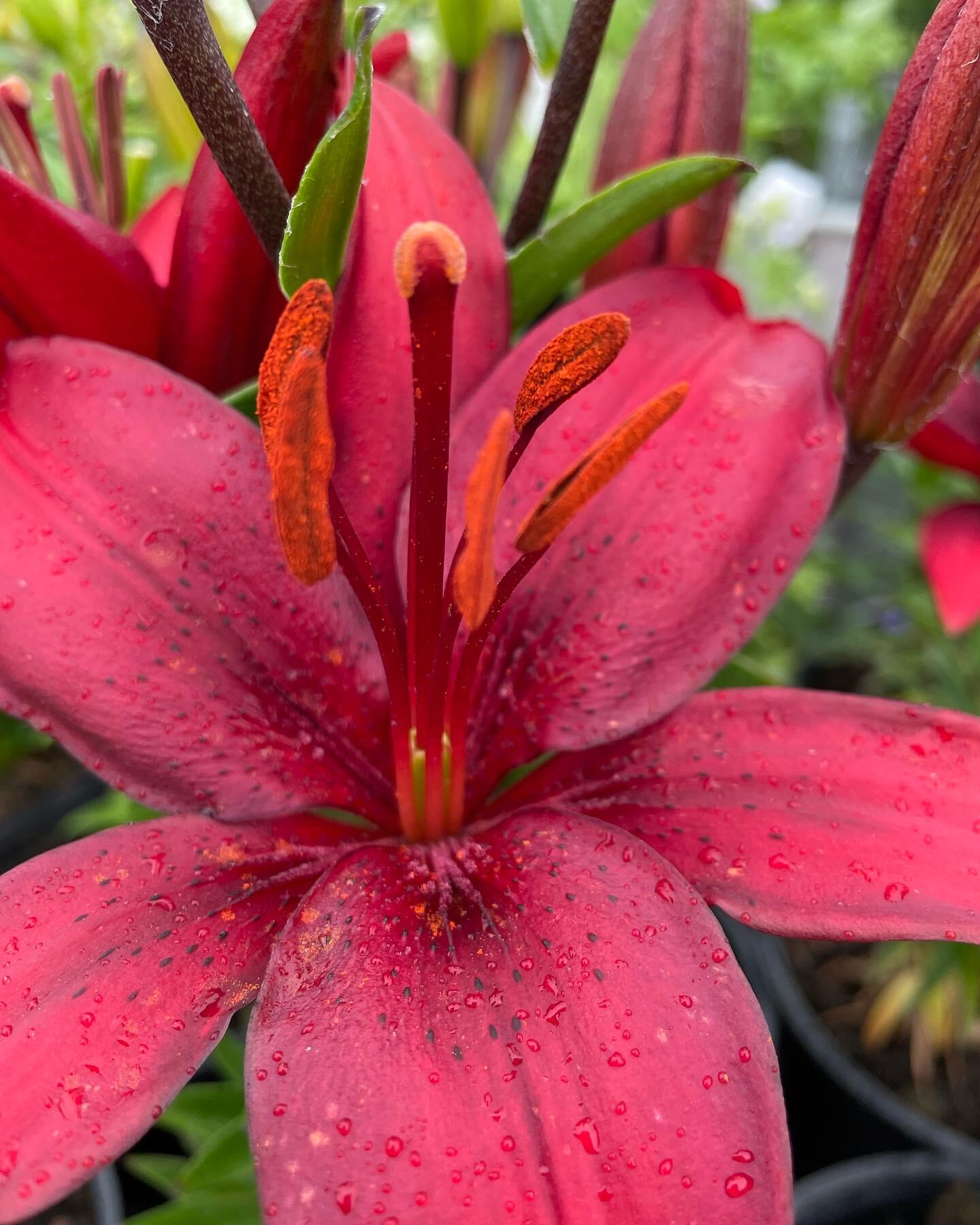 Online Garden Plants Maidstone Nextdoor