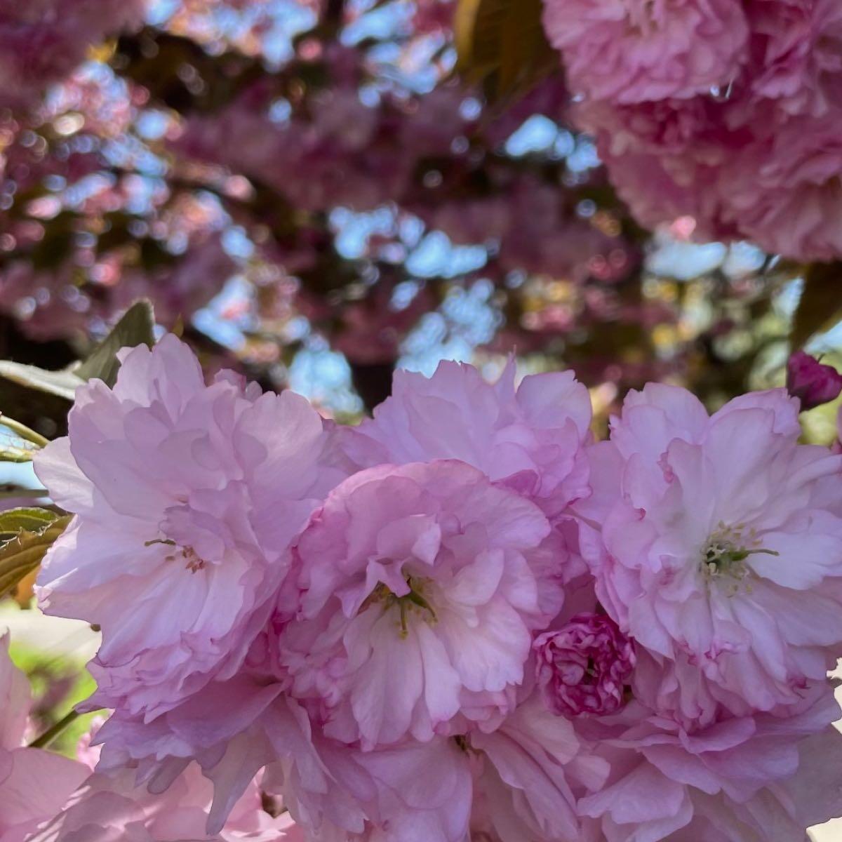 Camilas cleaning services Hagerstown, MD Nextdoor