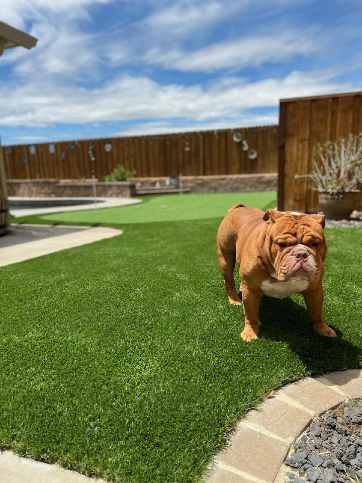 Artificial Grass Depots Roseville, CA Nextdoor